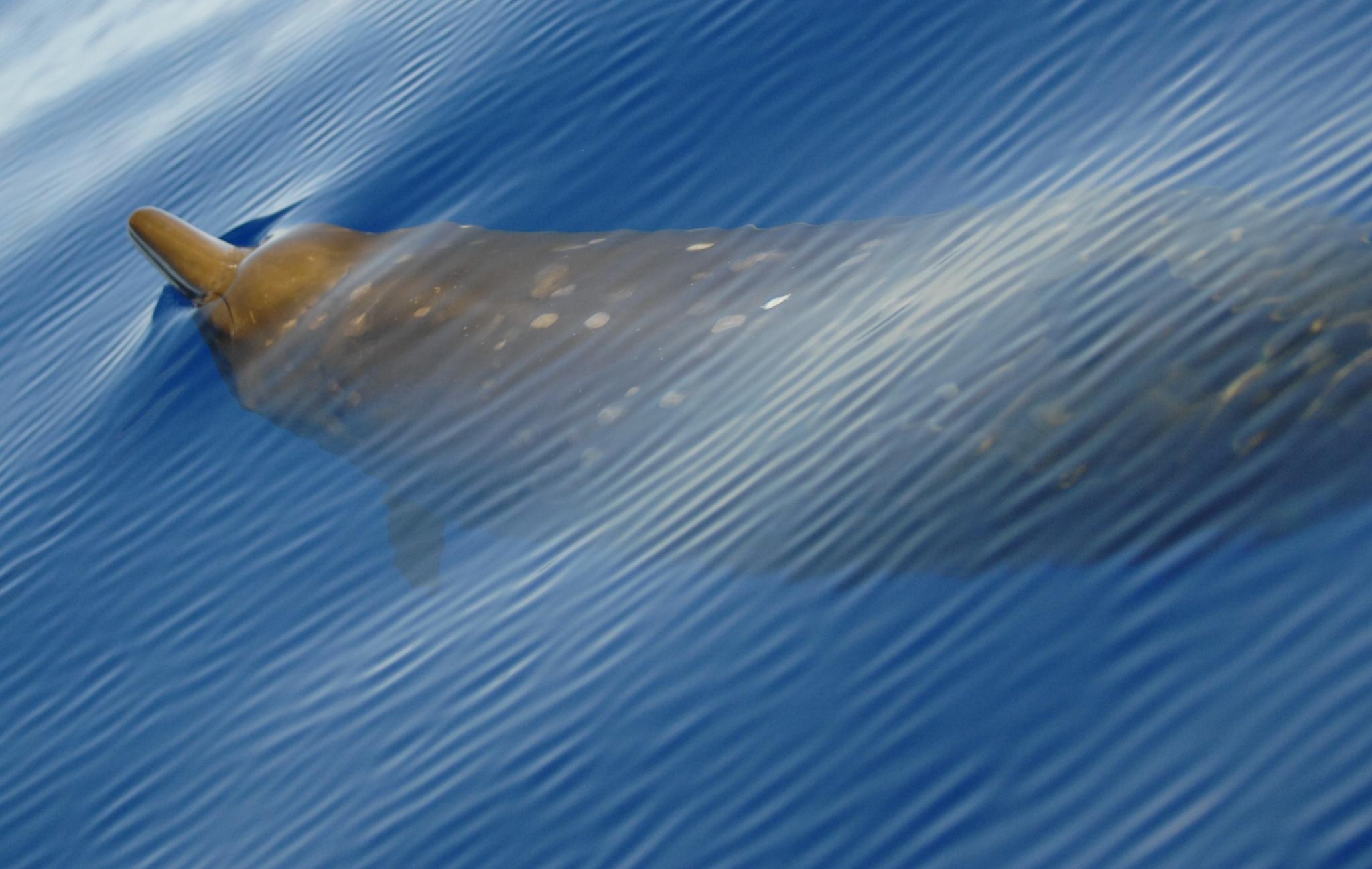 Ballena-picuda de Blainsville