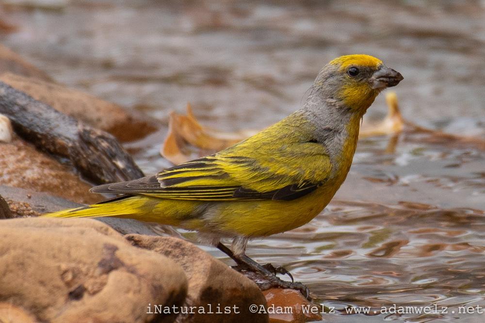 Cape Canary