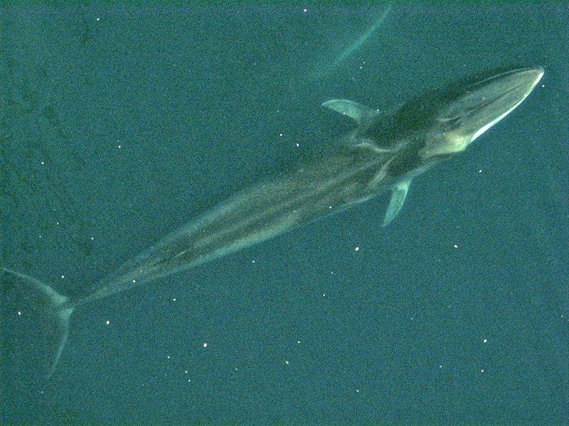 Ballena de aleta