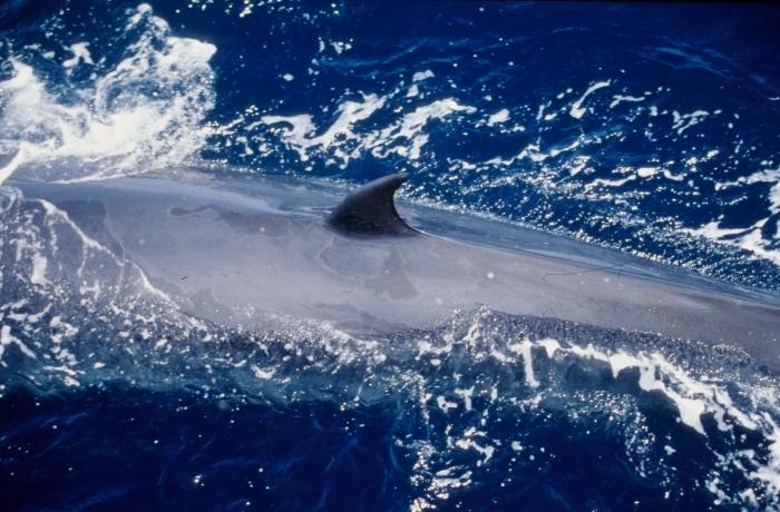 Ballena tropical