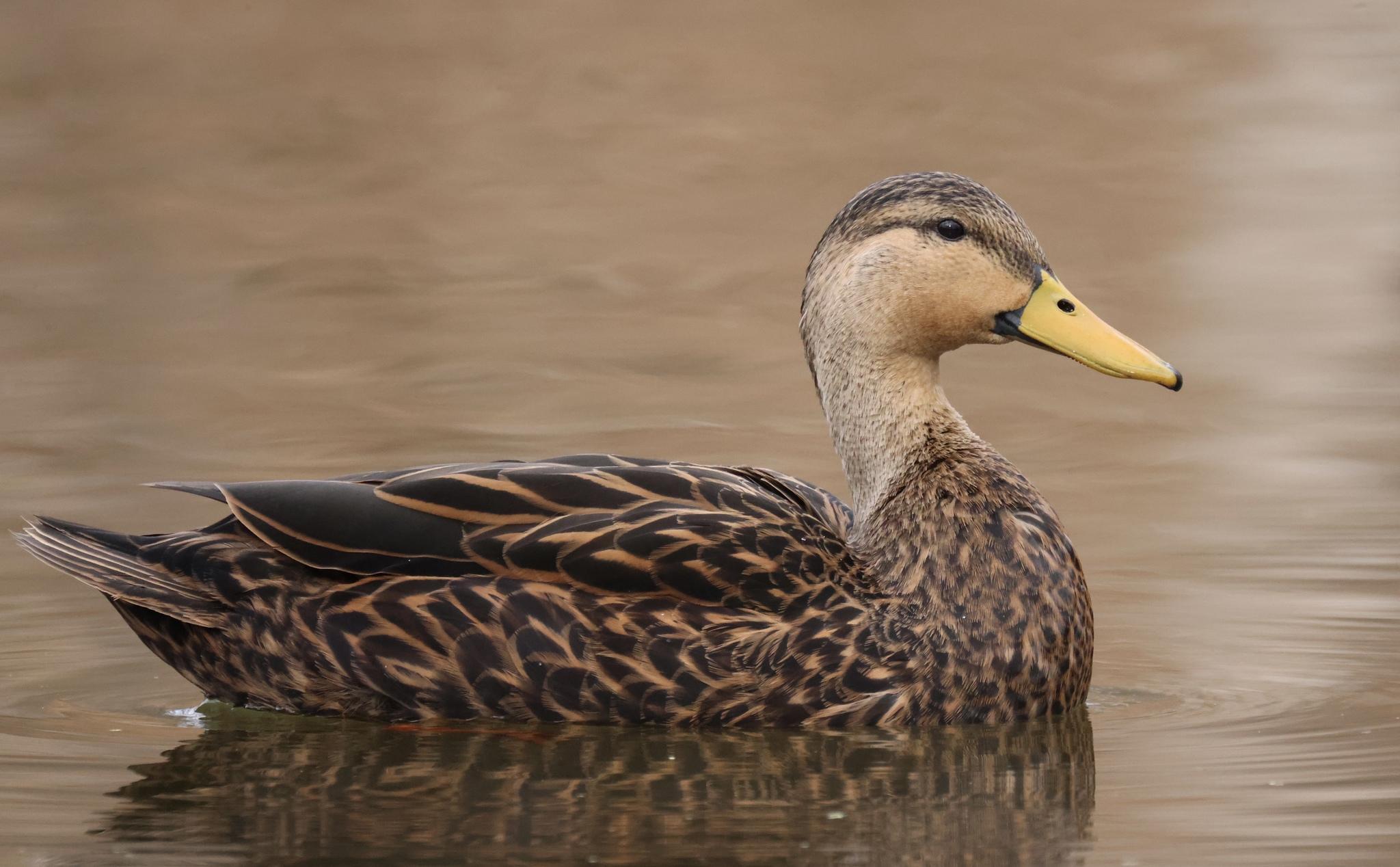 Pato tejano