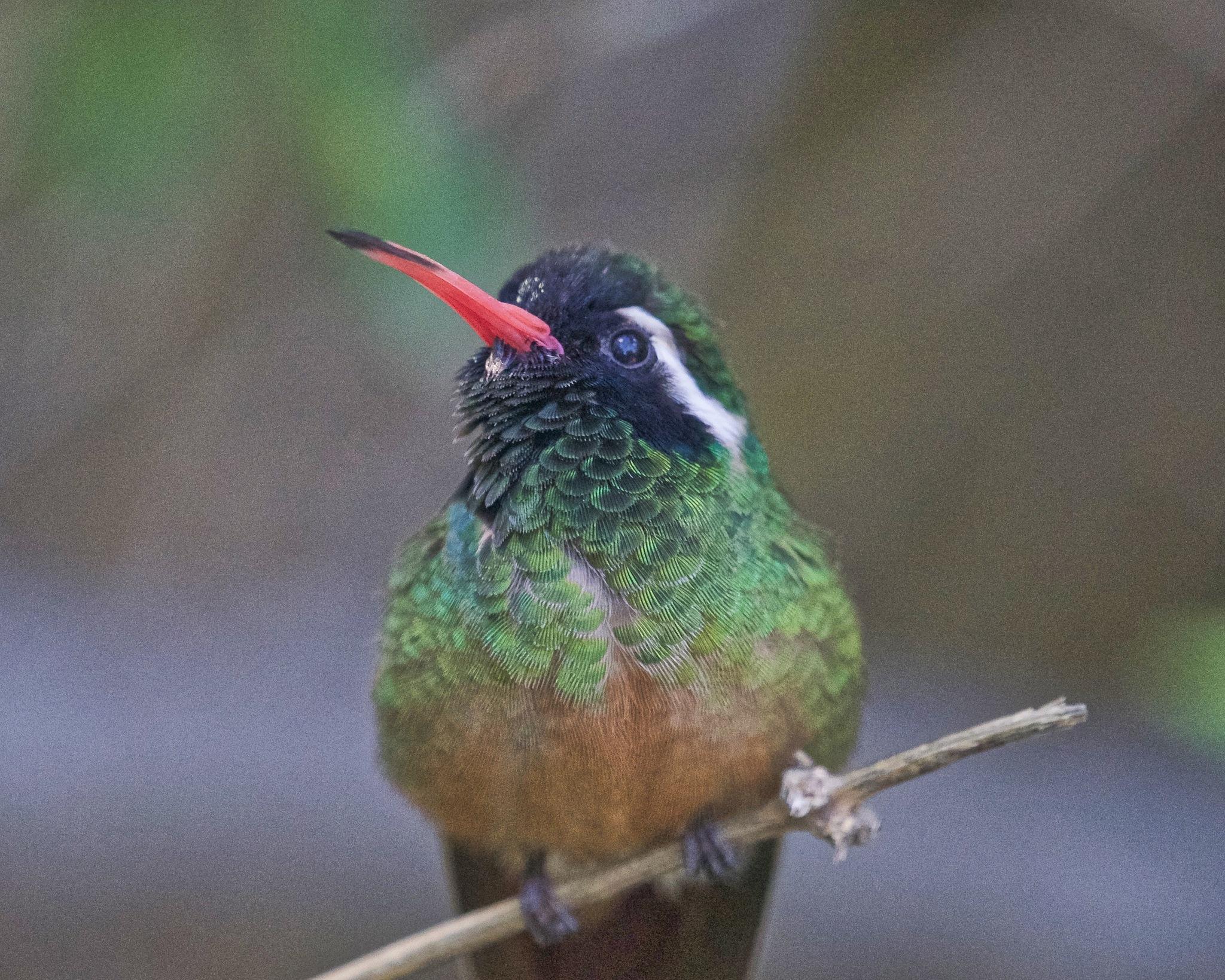 Trochilinae