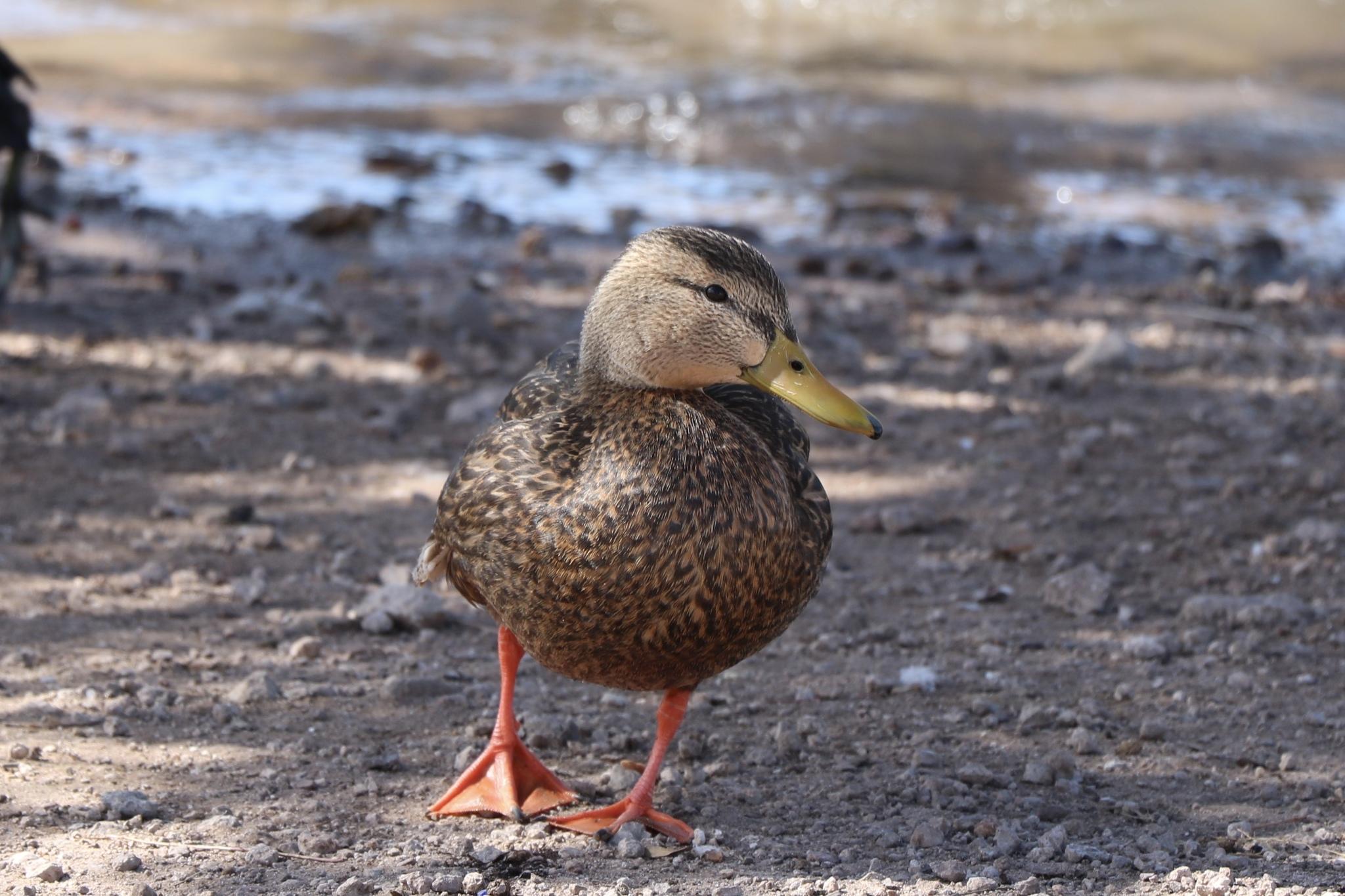 Mexican Duck