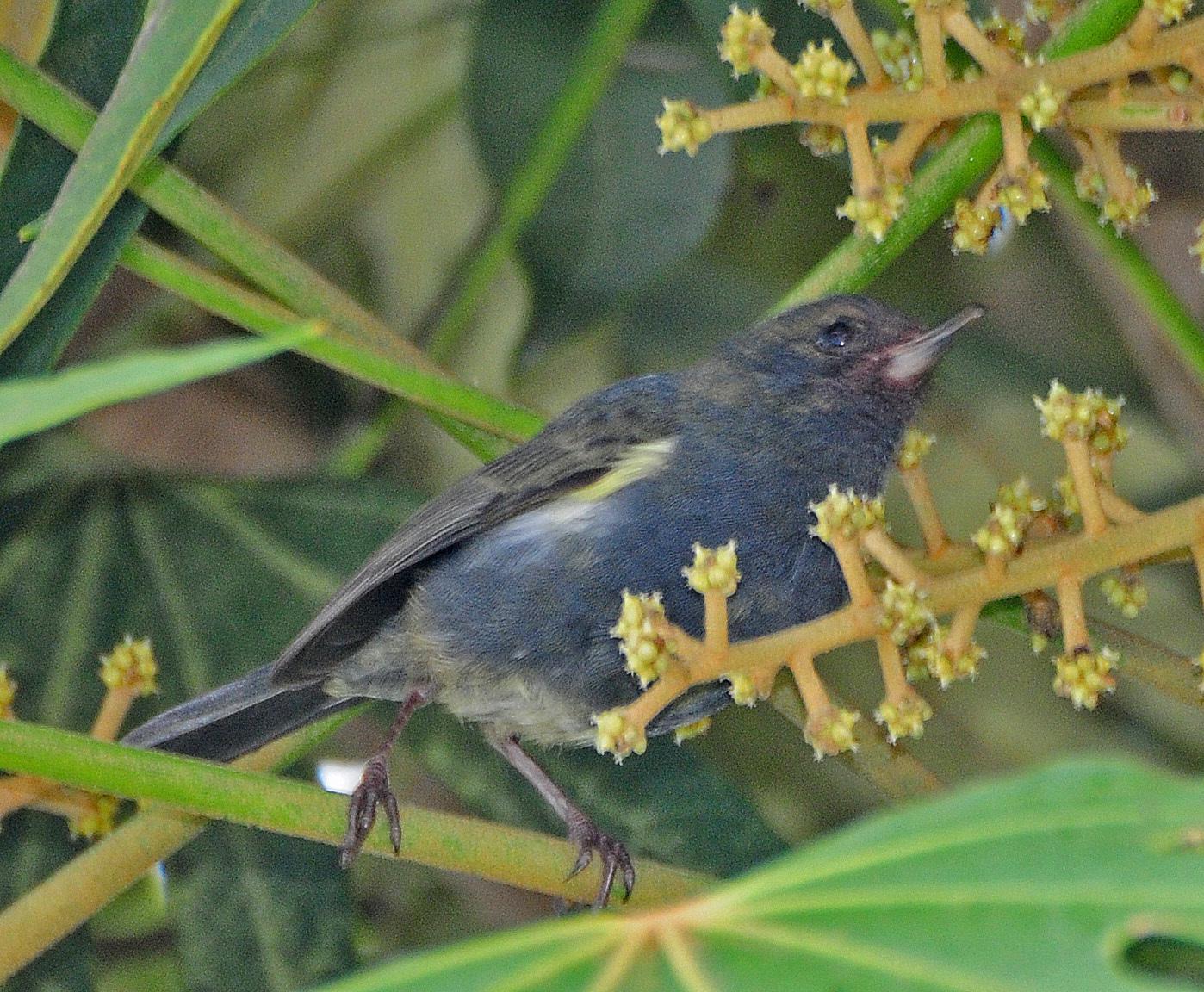 White-sided Flowerpiercer
