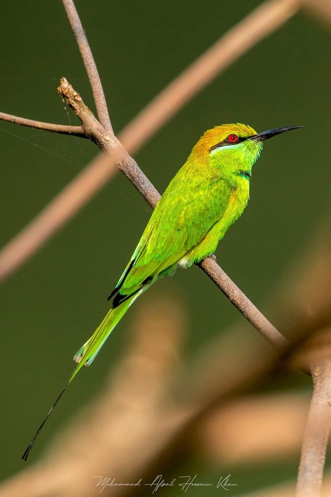Abejaruco esmeralda oriental