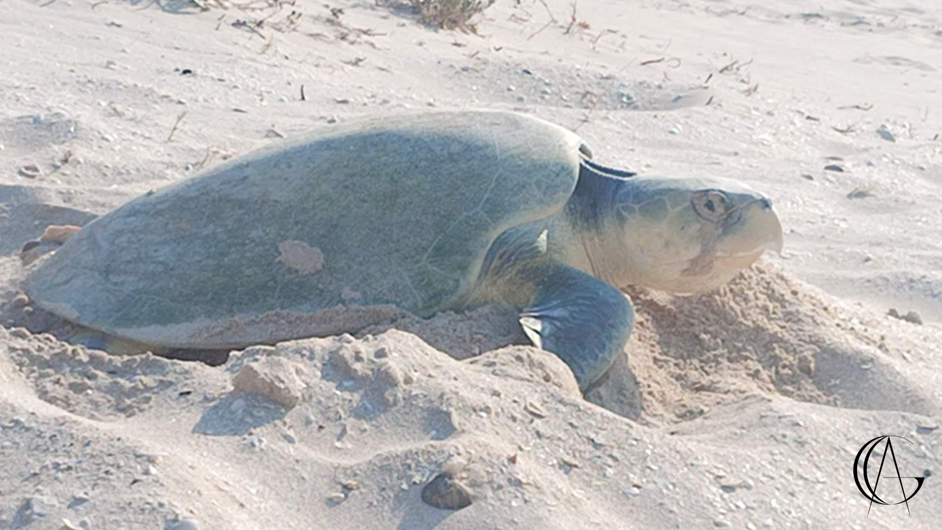 Tortuga lora