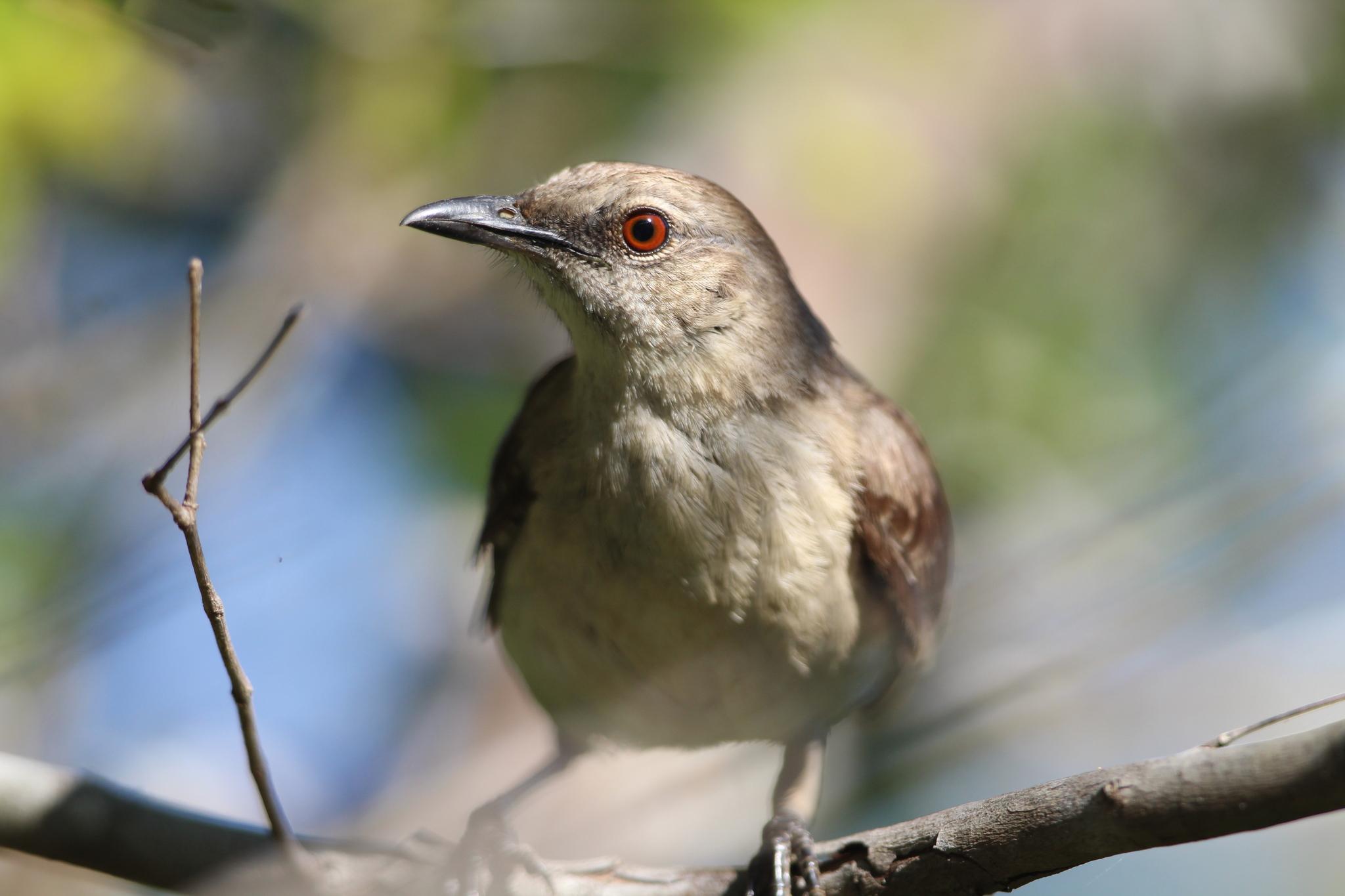 Socorro Mockingbird