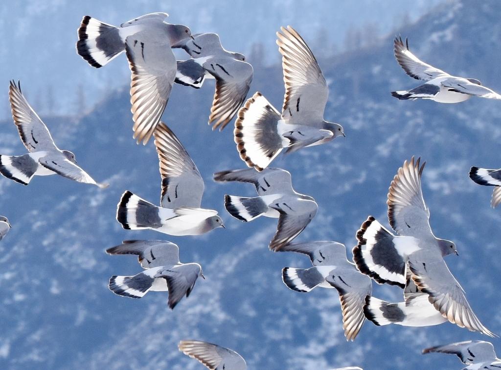 Aves