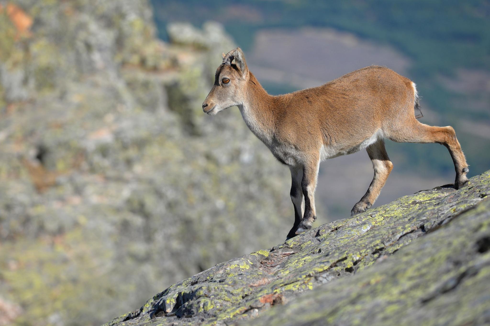 Cabra Montesa