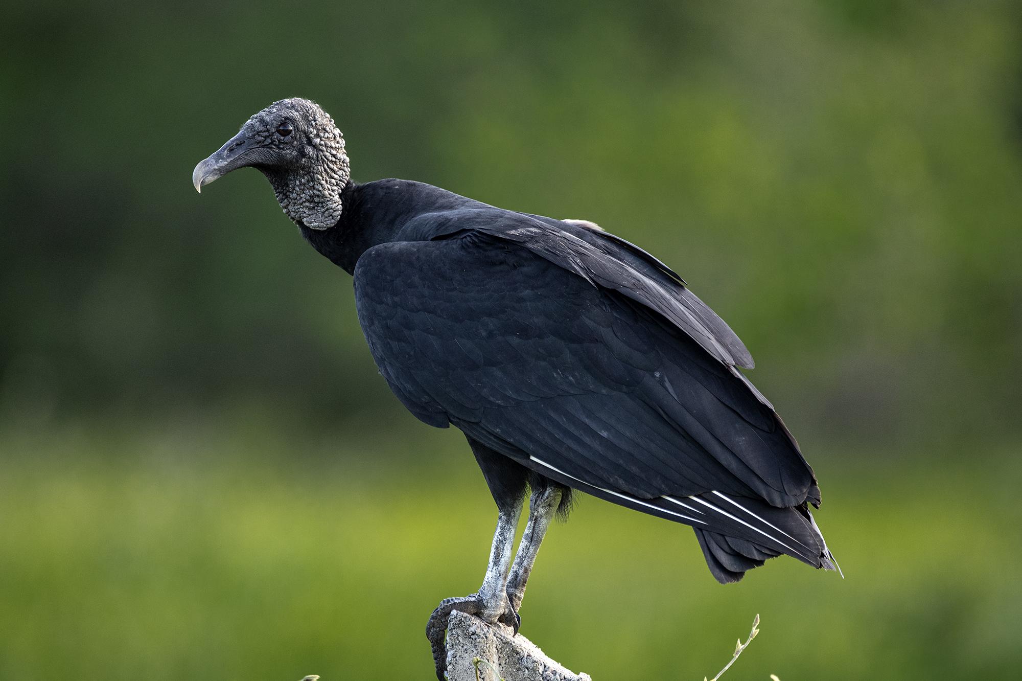 Black Vulture