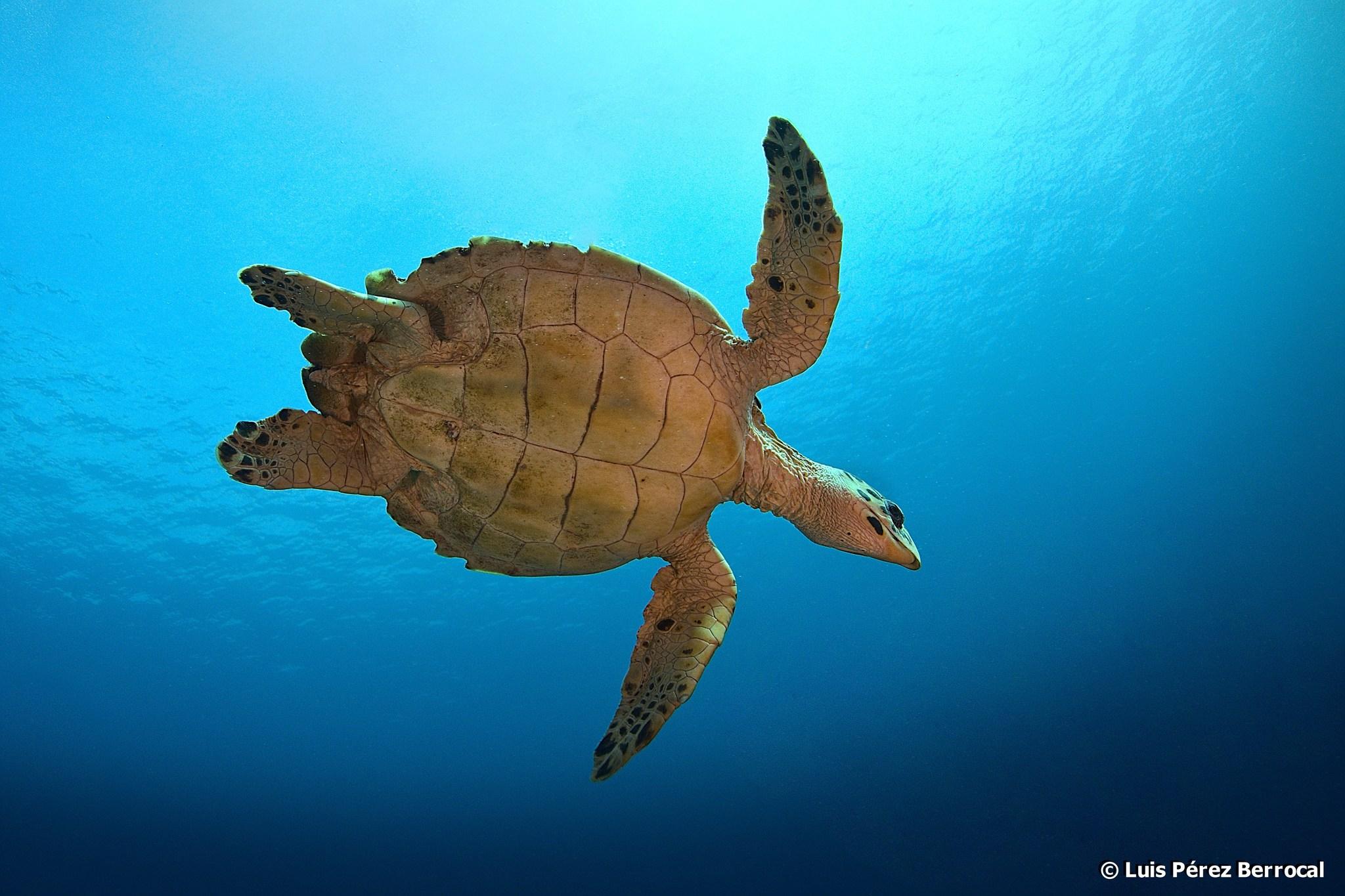 Tortuga carey