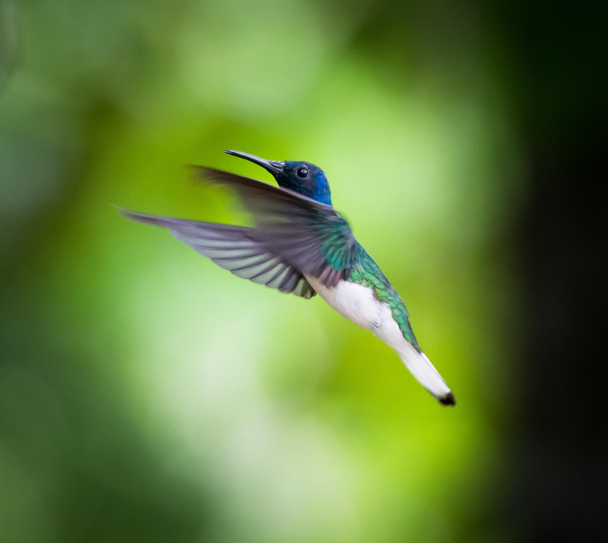 White-necked Jacobin