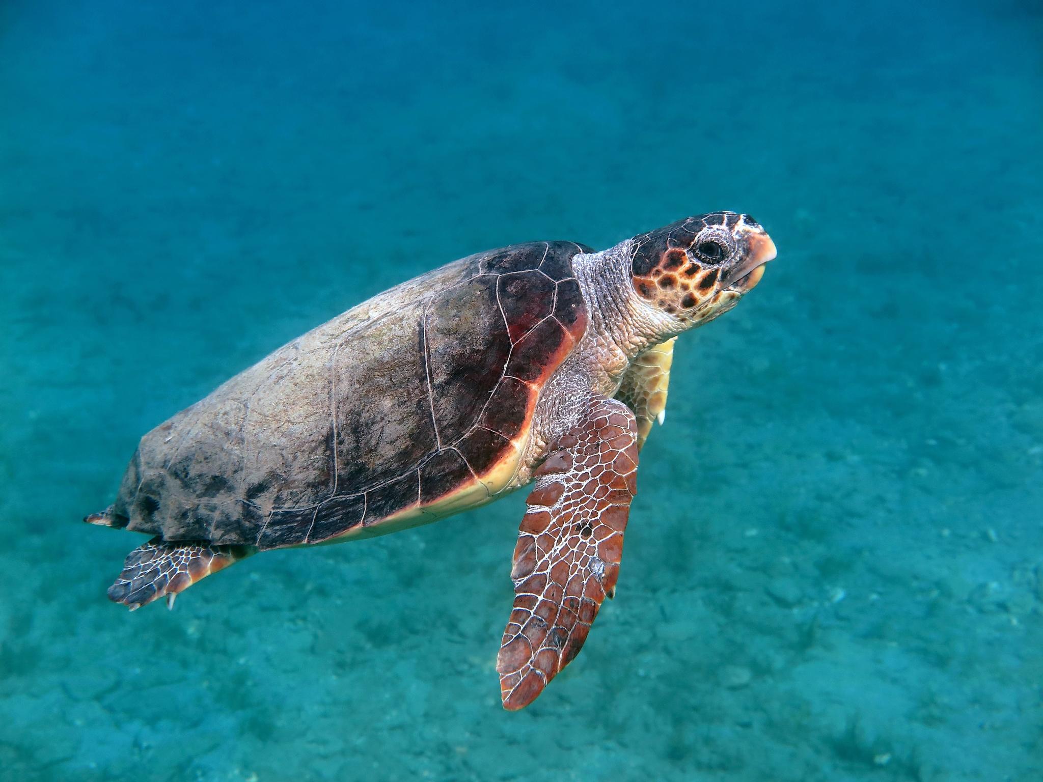 Tortuga caguama