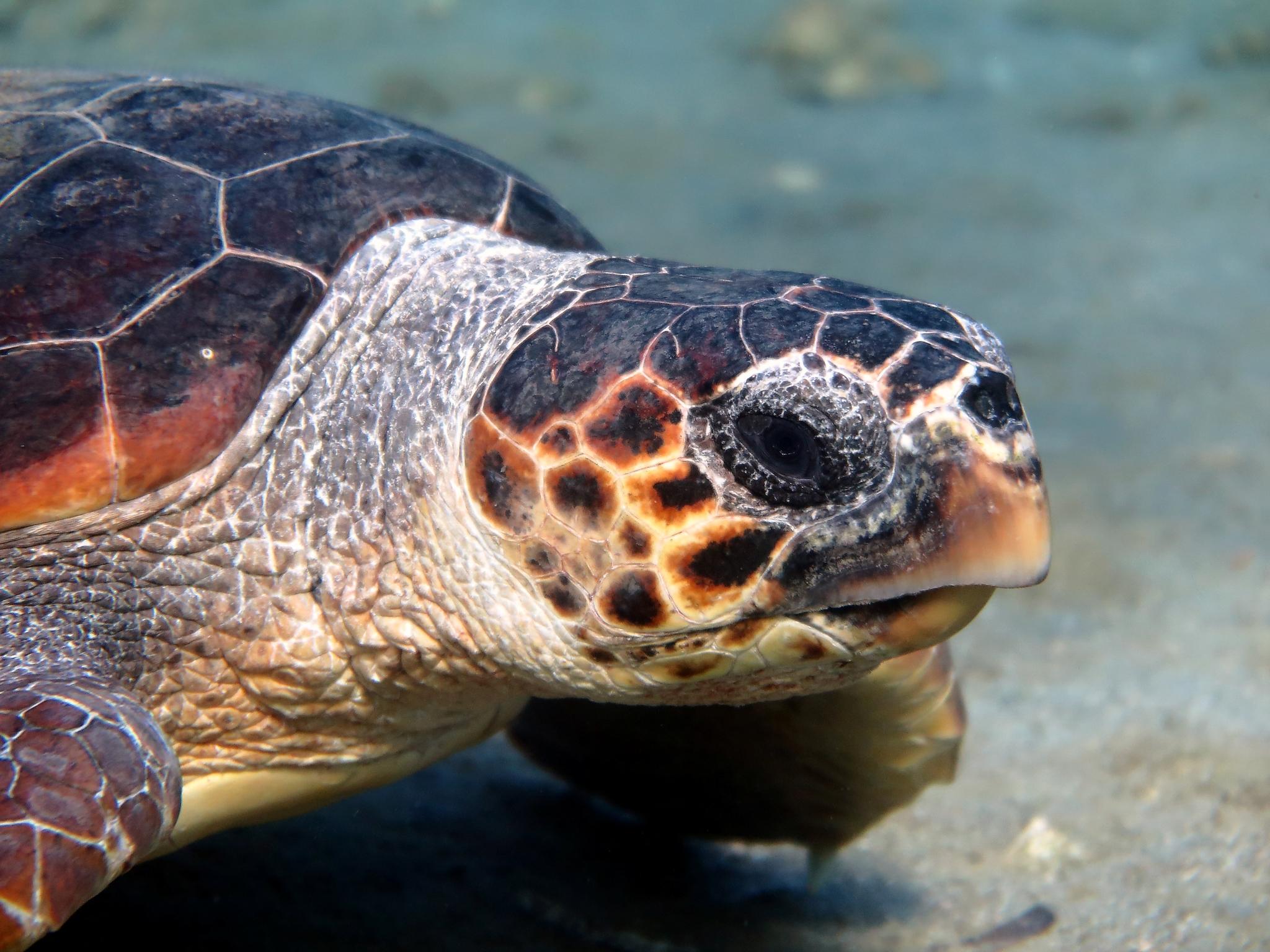 Tortuga caguama