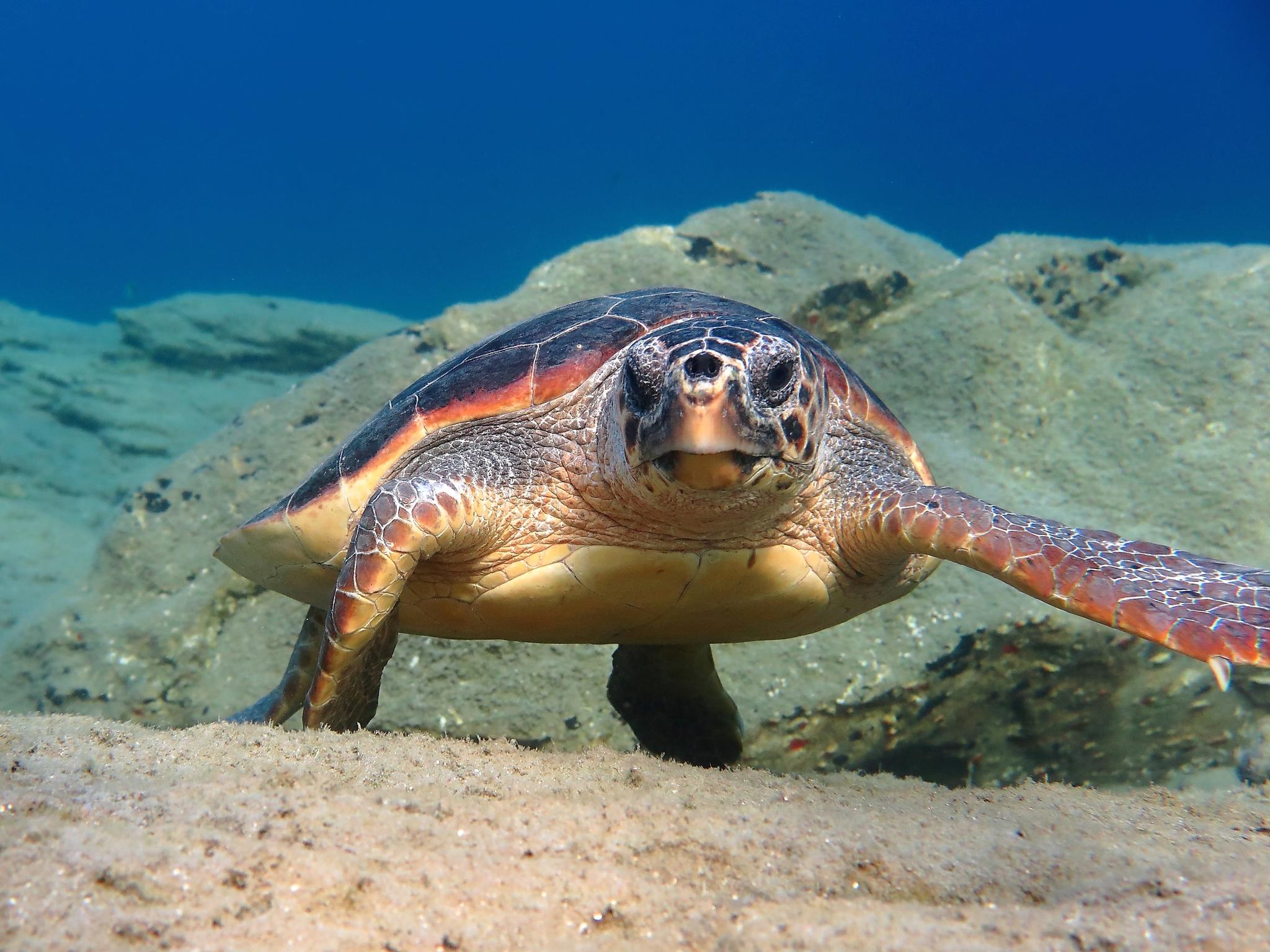 Tortuga caguama