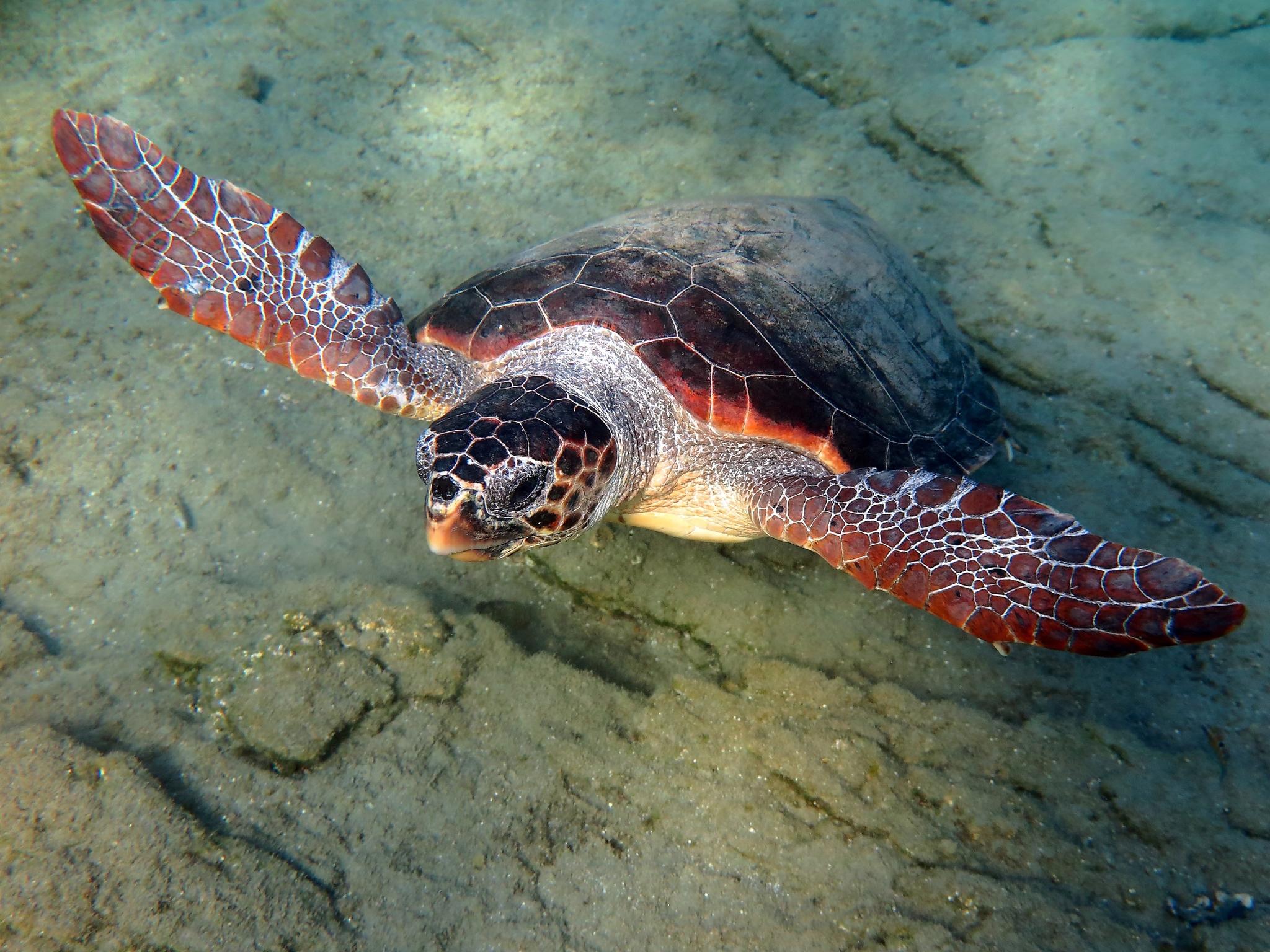 Tortuga caguama