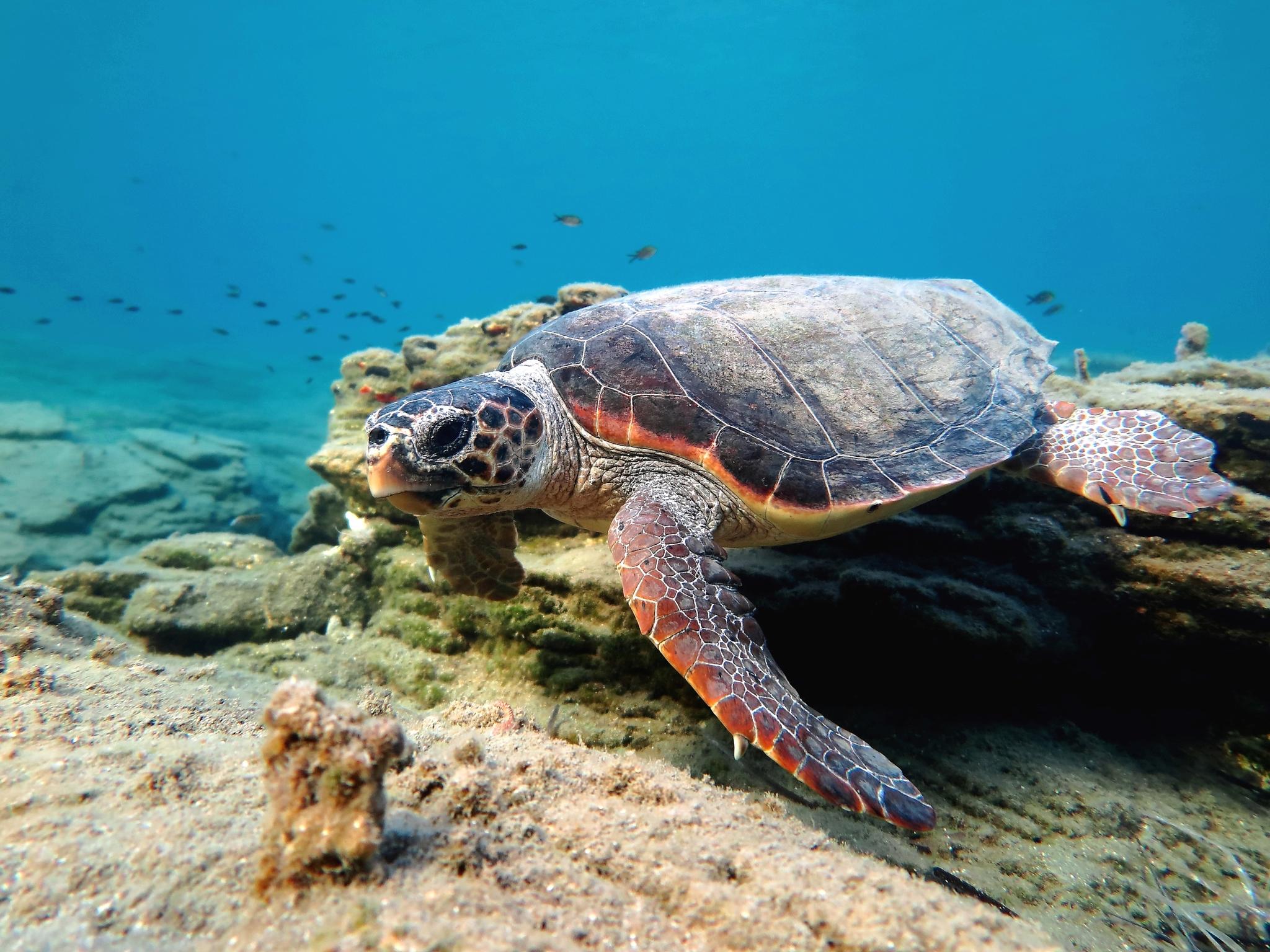 Tortuga caguama