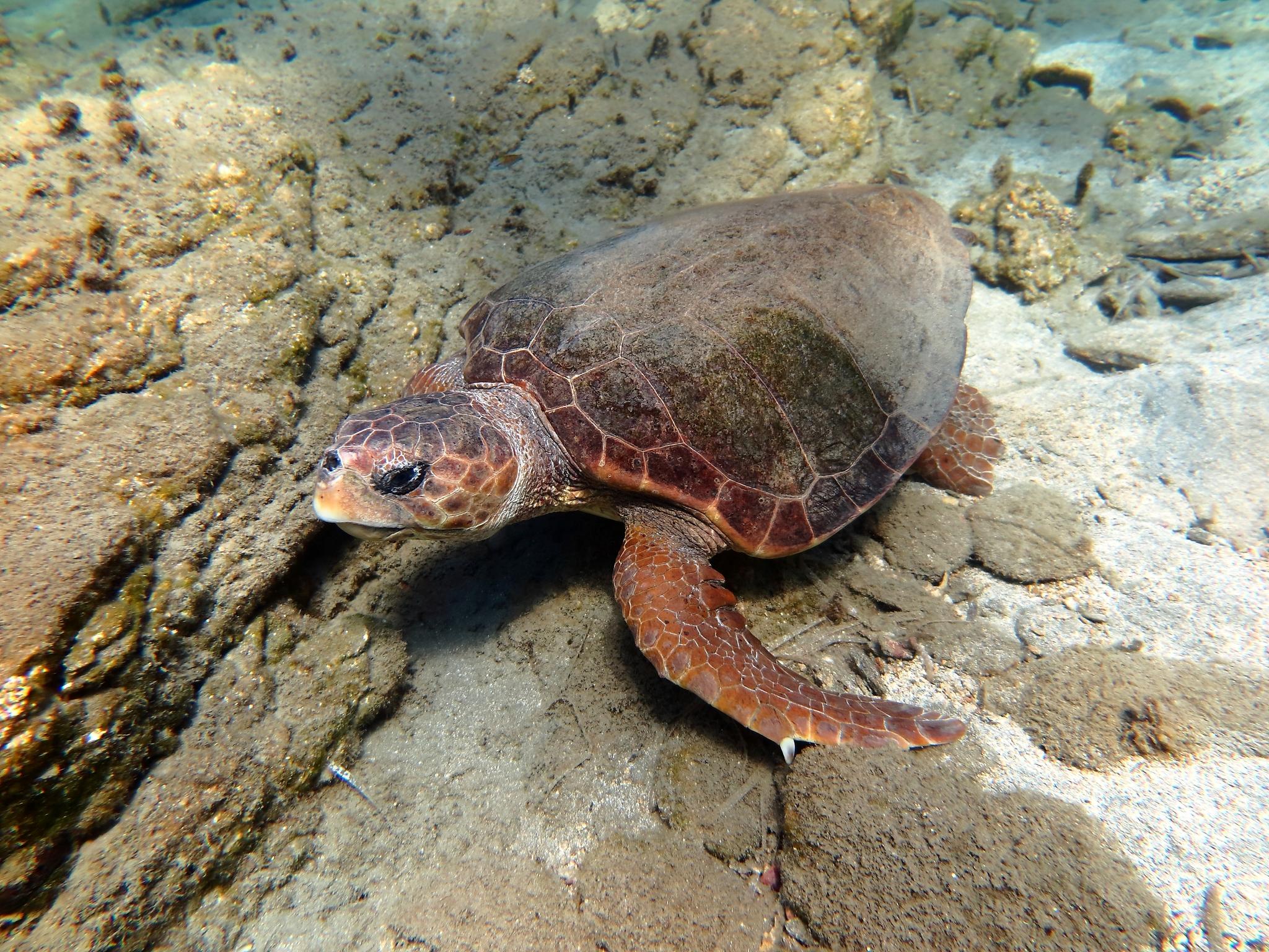 Tortuga caguama