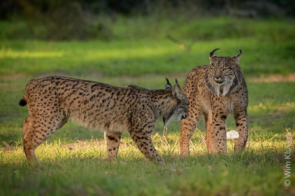 Iberian Lynx