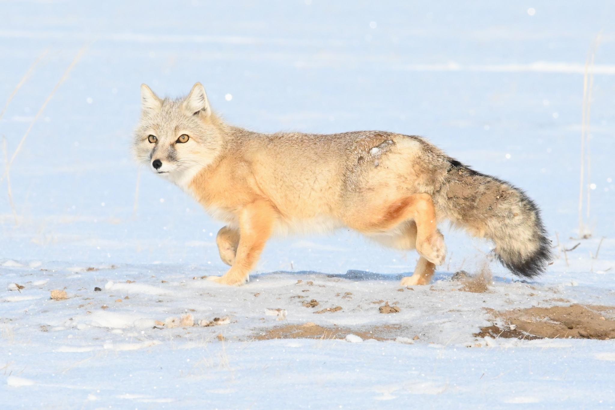 Corsac Fox