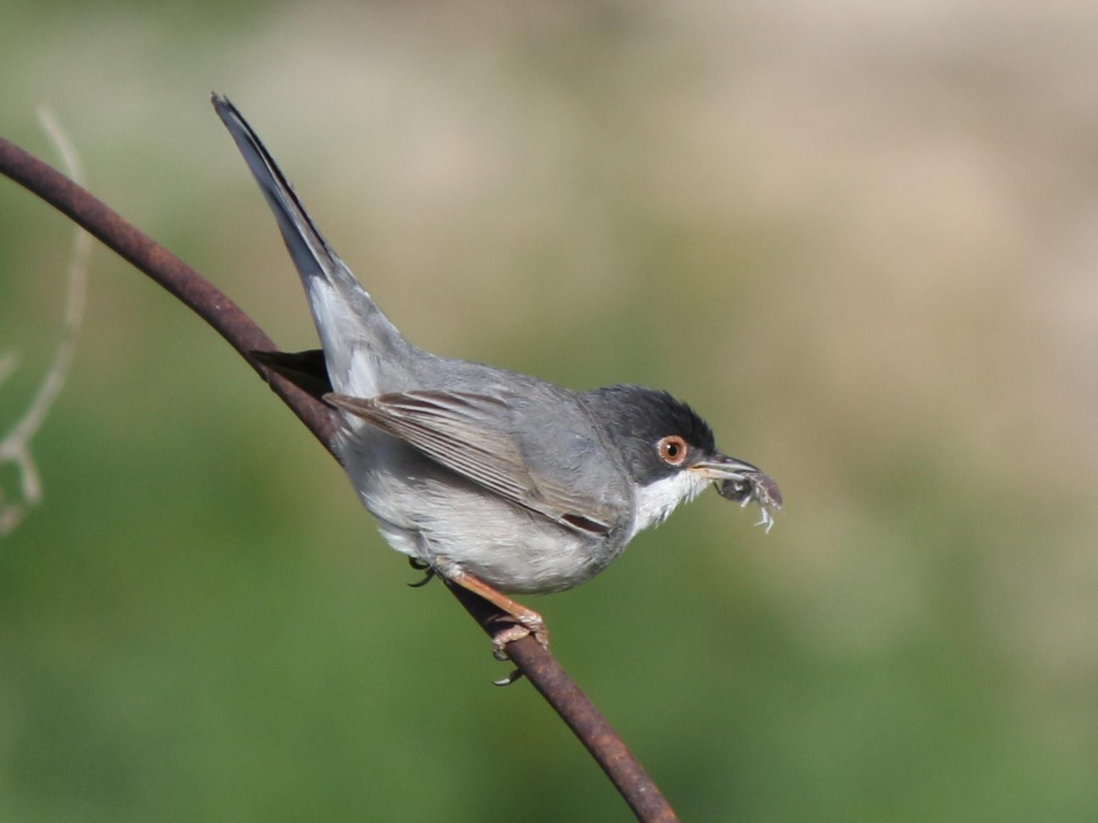 Ménétries's Warbler