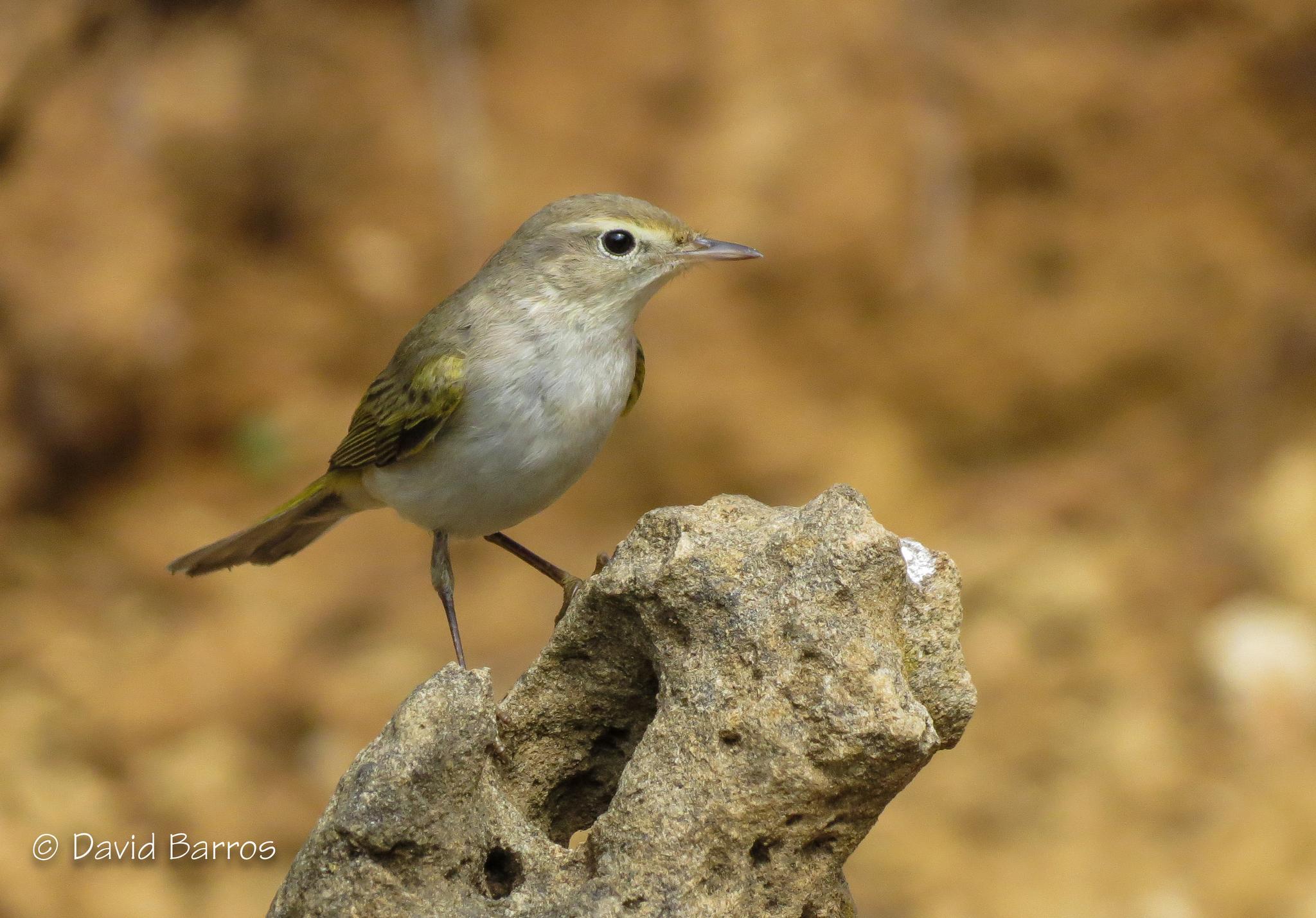 Mosquitero Papialbo