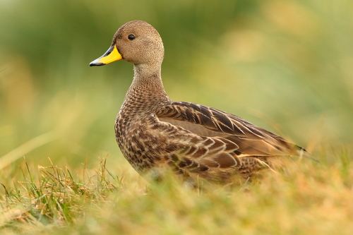 Pato maicero