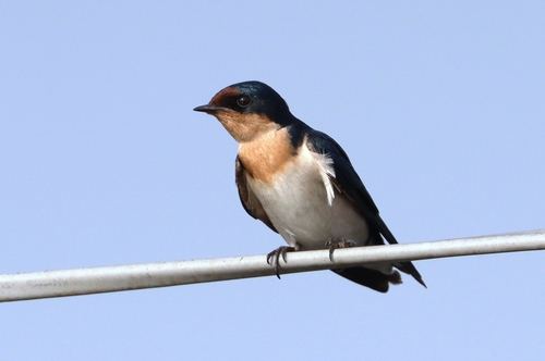 Golondrina Etiópica