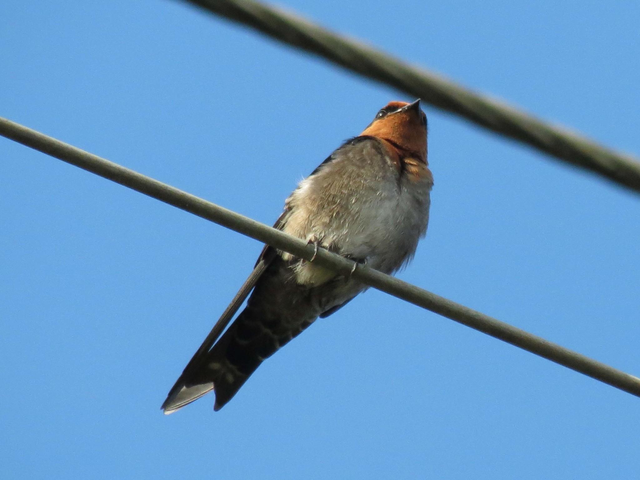 Golondrina de Los Nilgiri