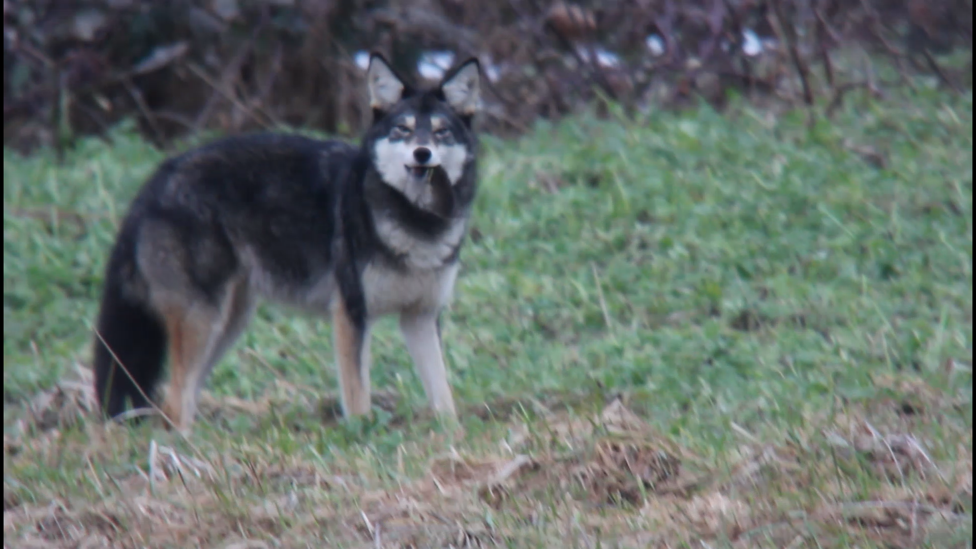 Coyote