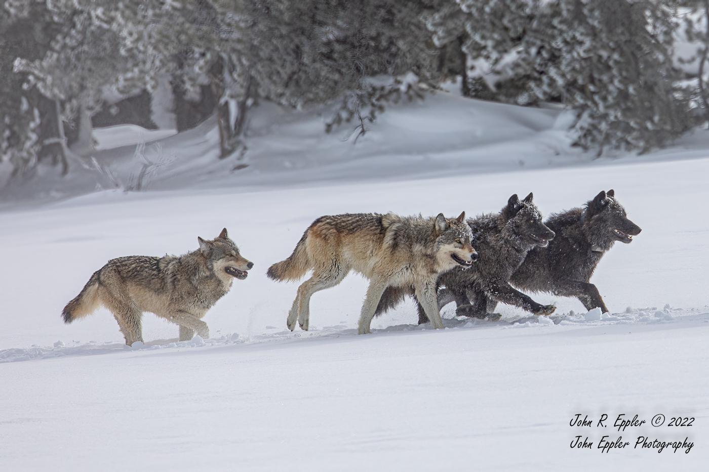Lobo gris