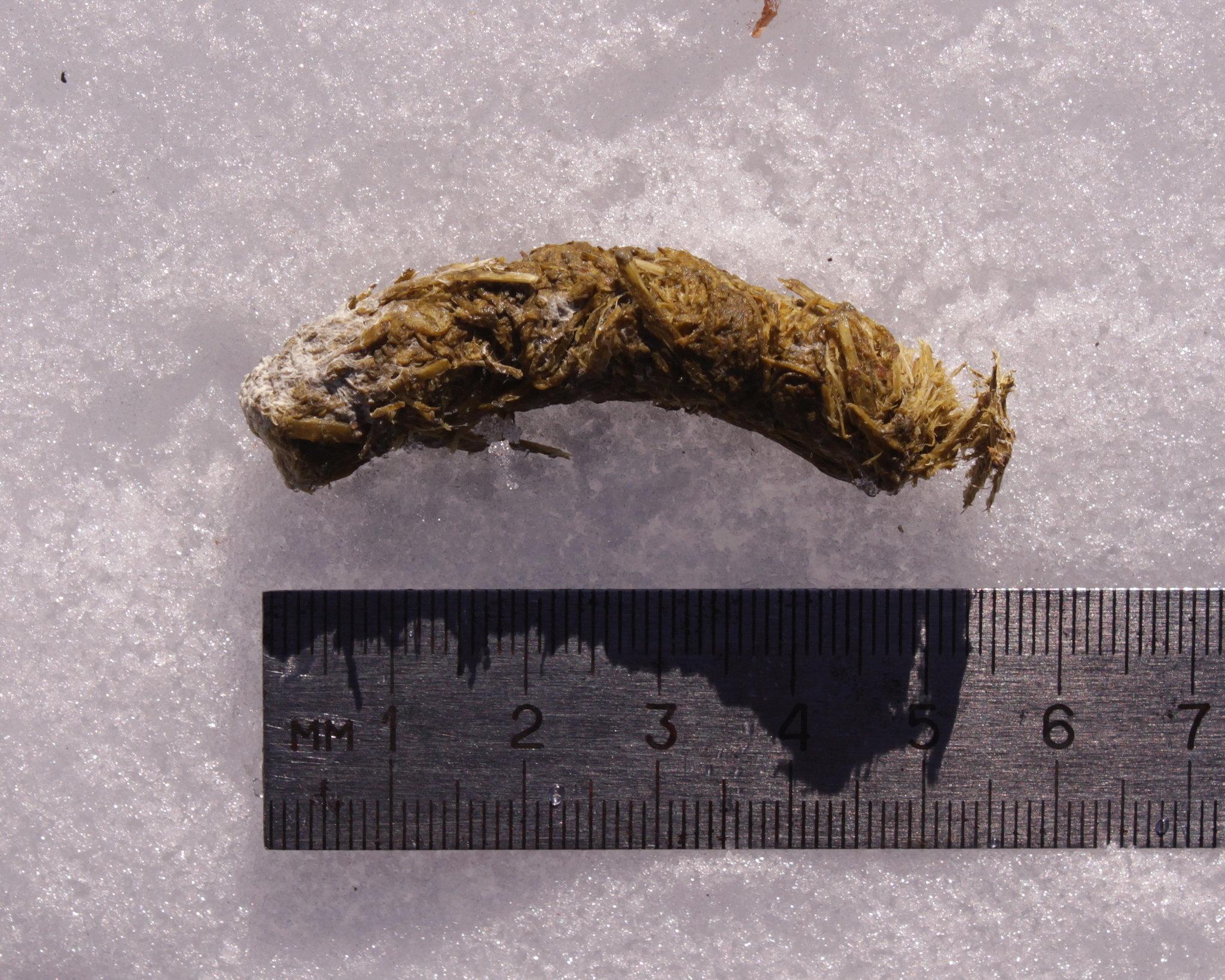 Urogallo Común