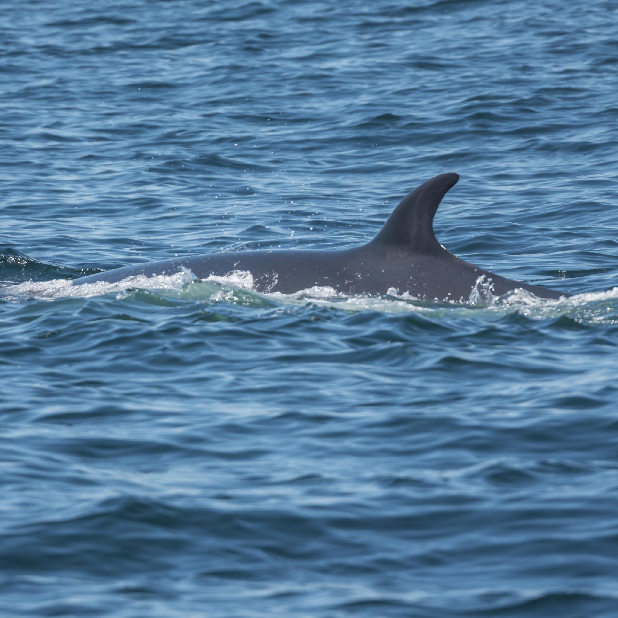 Ballena de Sei