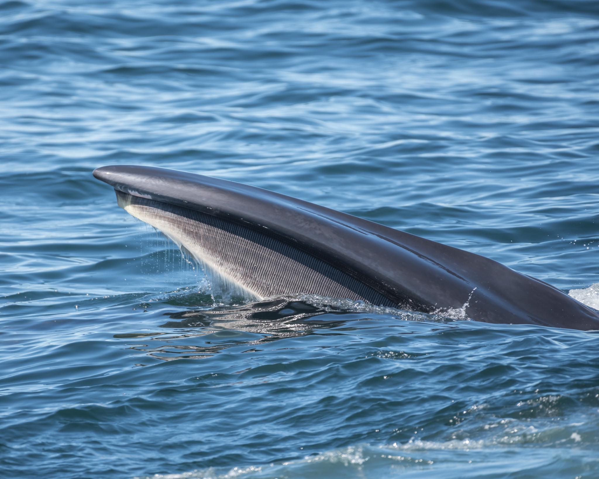 Ballena de Sei