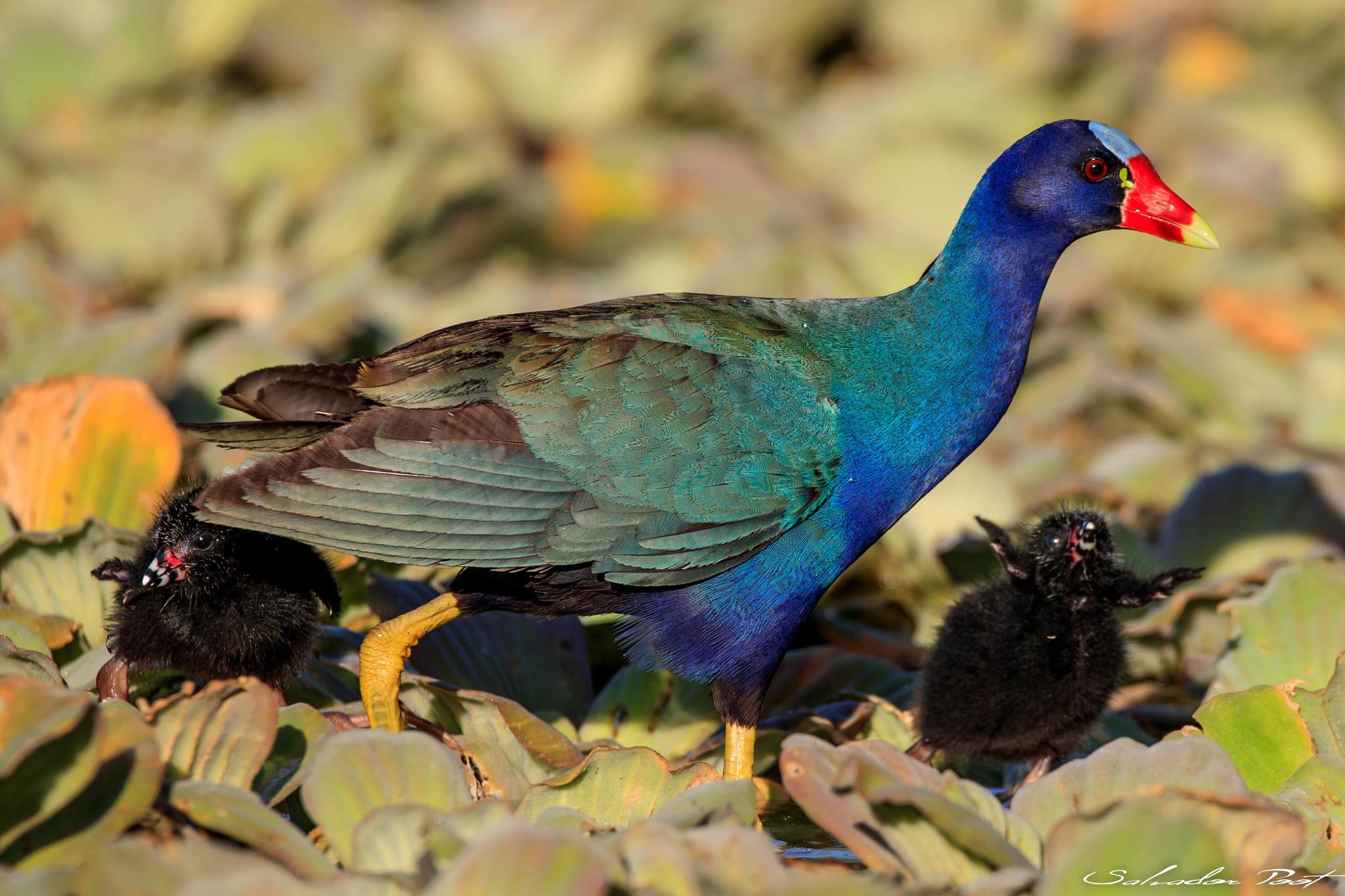 Gallineta morada