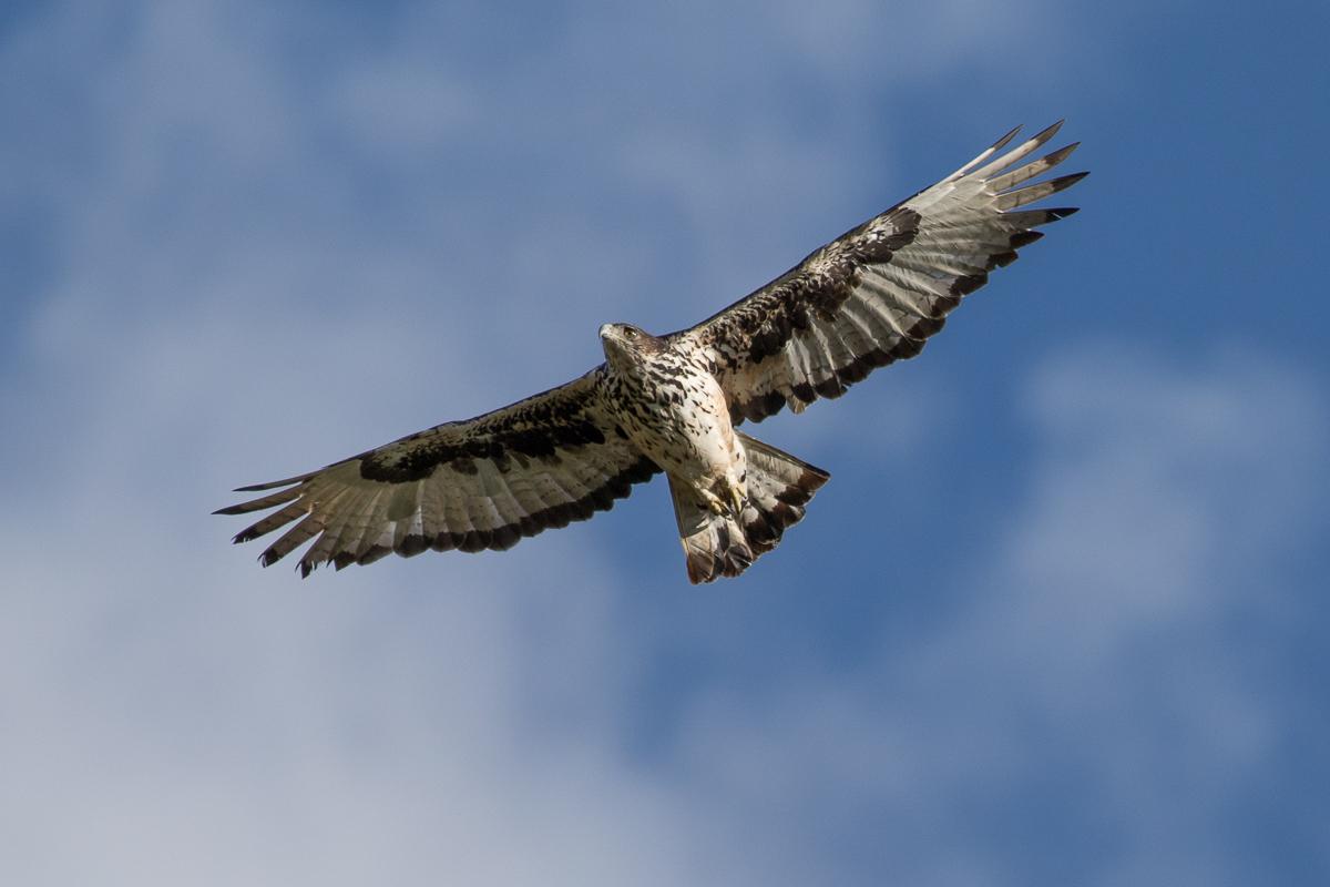Águila azor africana