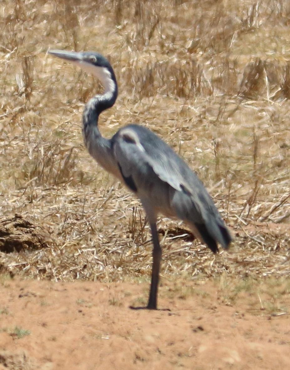 Black-headed Heron