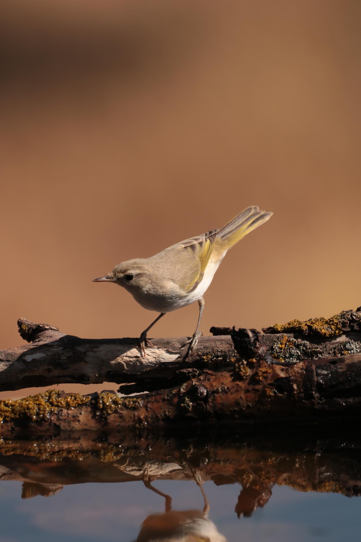 Mosquitero Papialbo