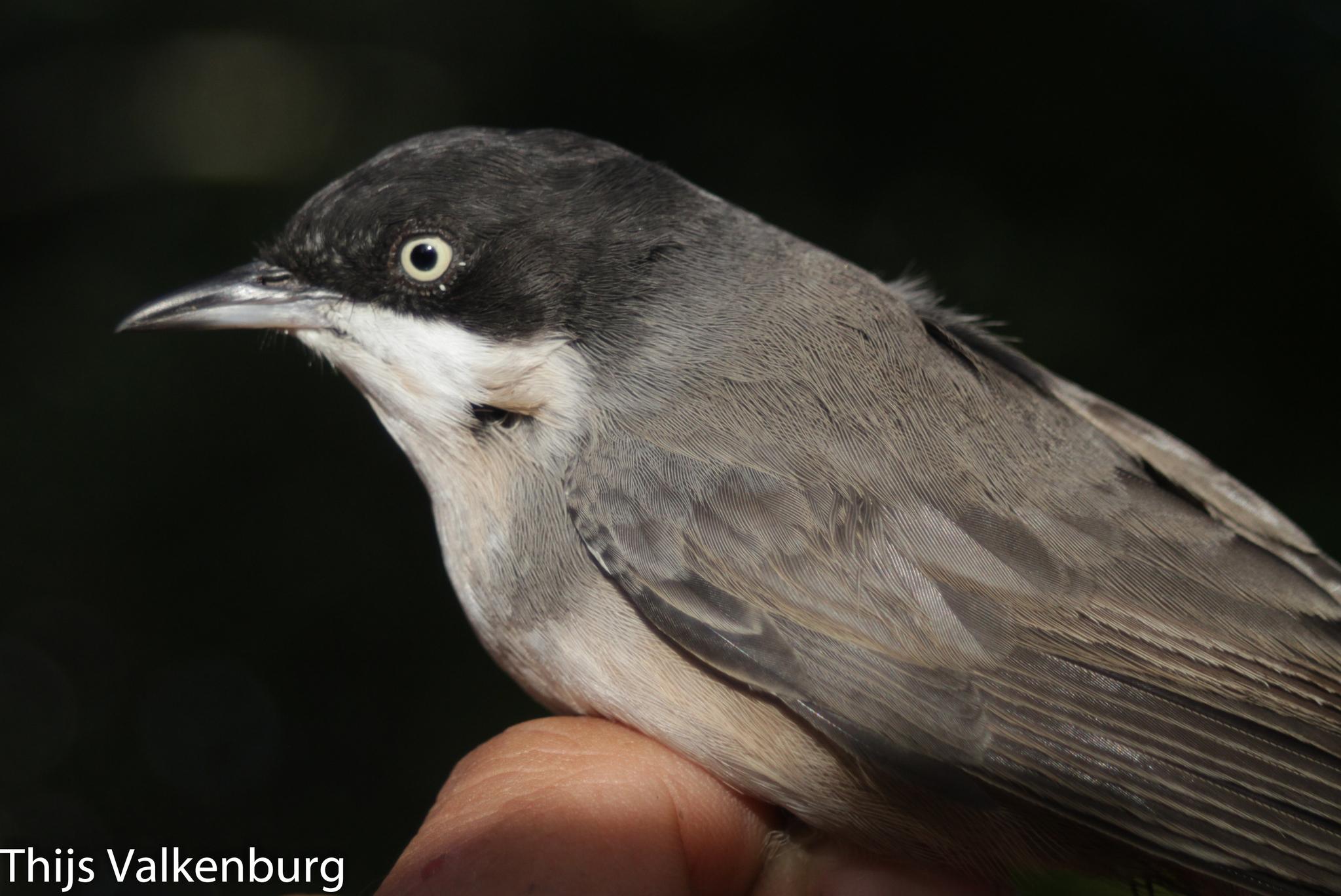 Western Orphean Warbler