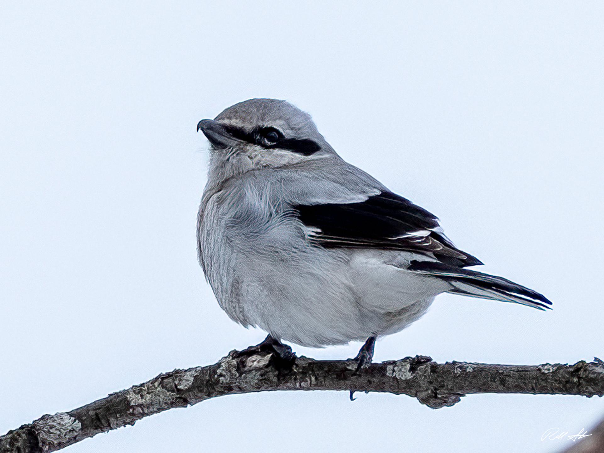 Northern Shrike