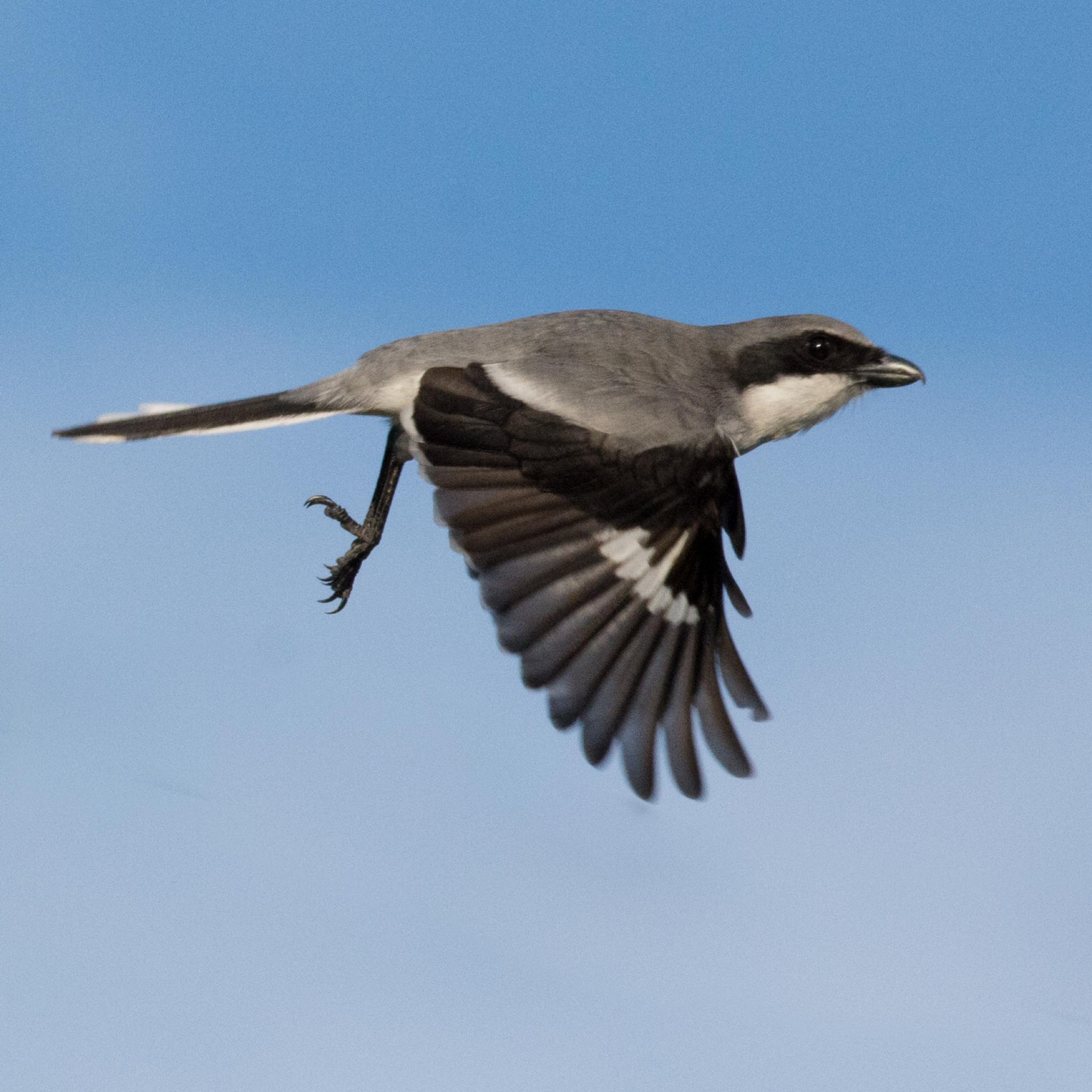 Loggerhead Shrike