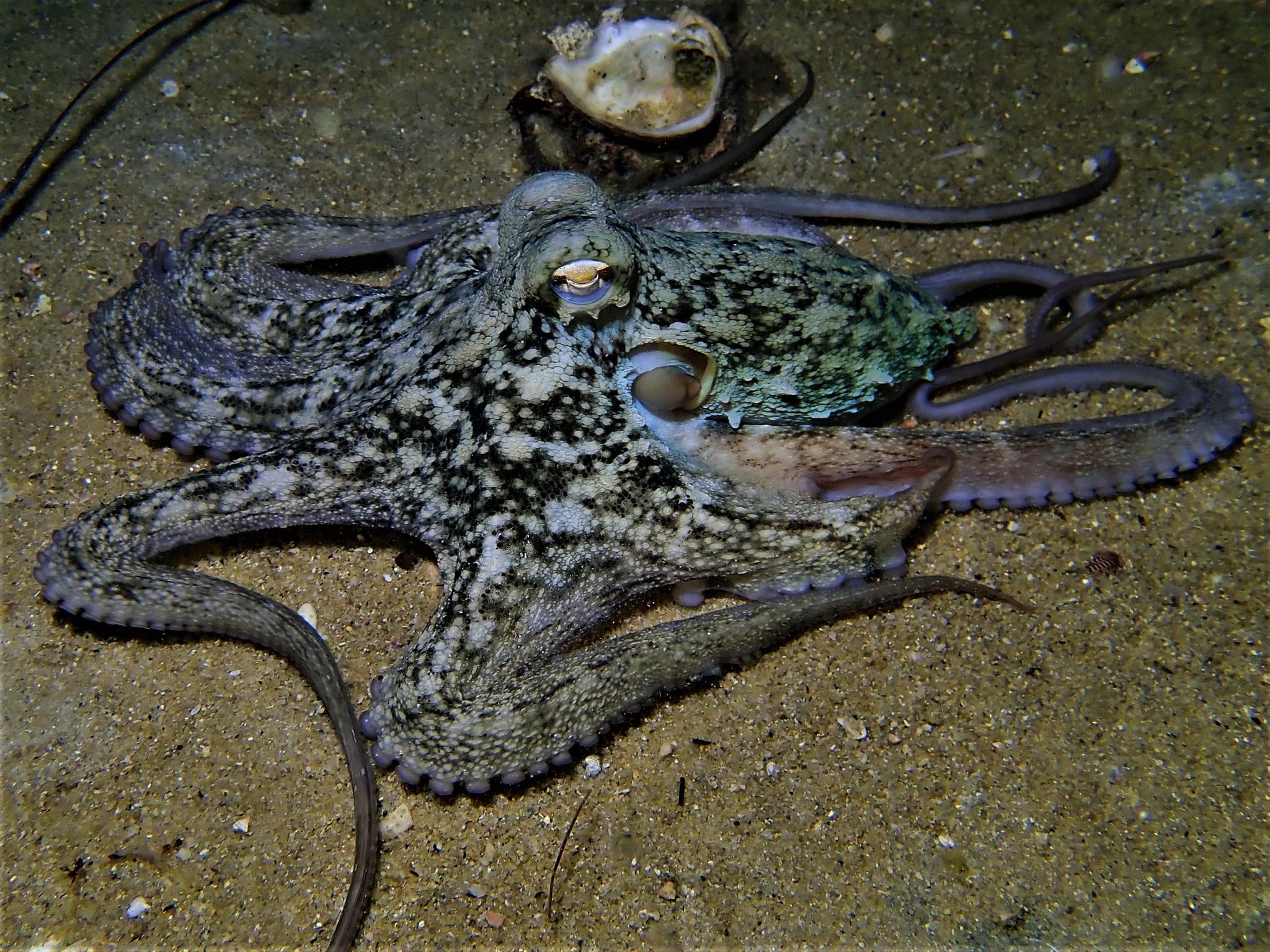 Star Octopus