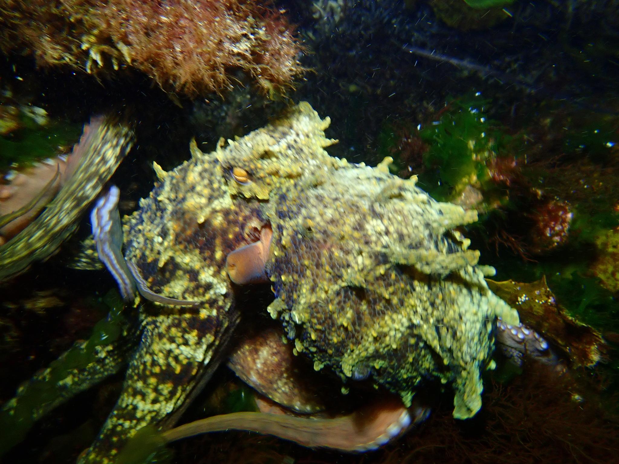 Star Octopus