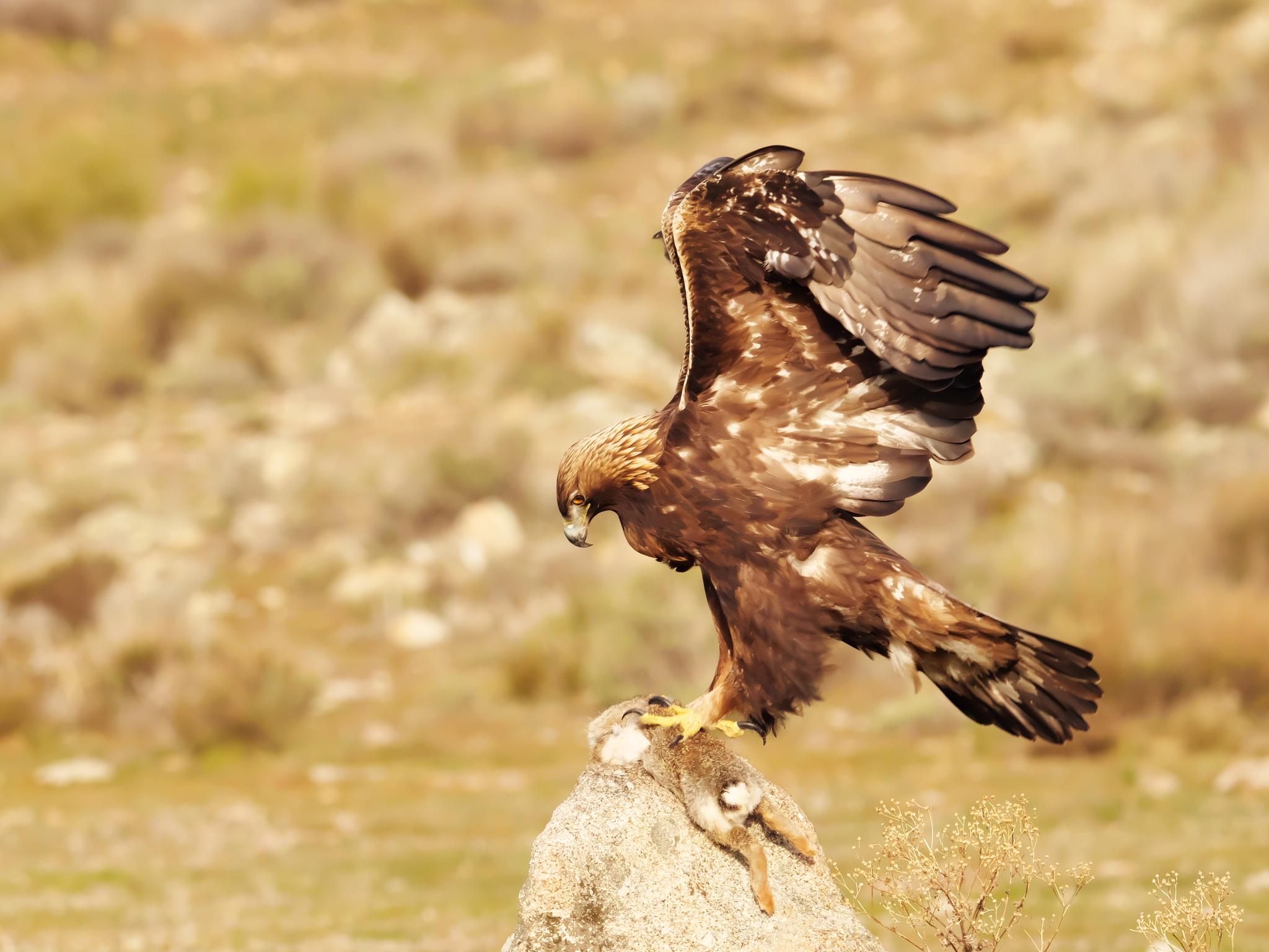 Águila real