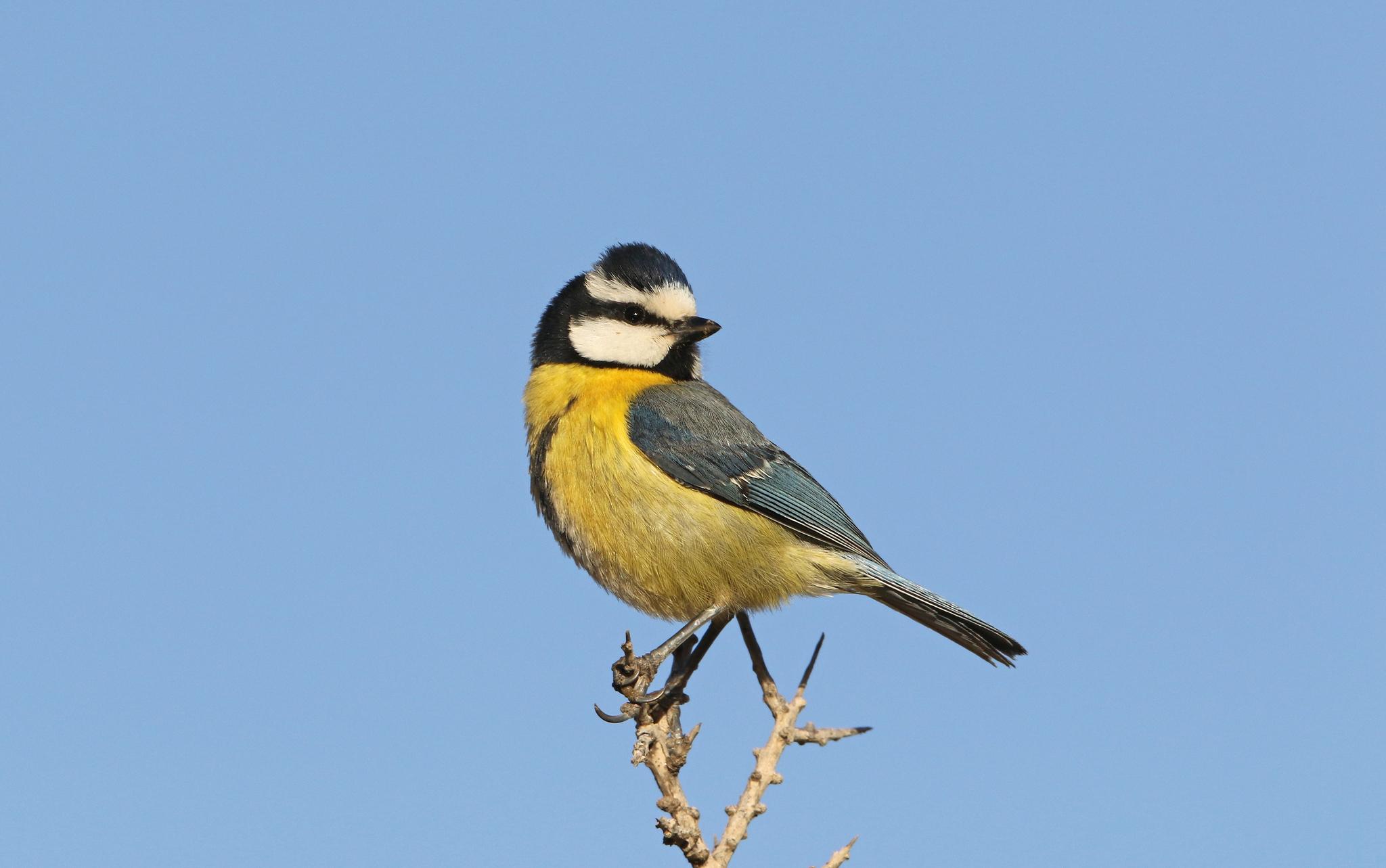 African Blue Tit