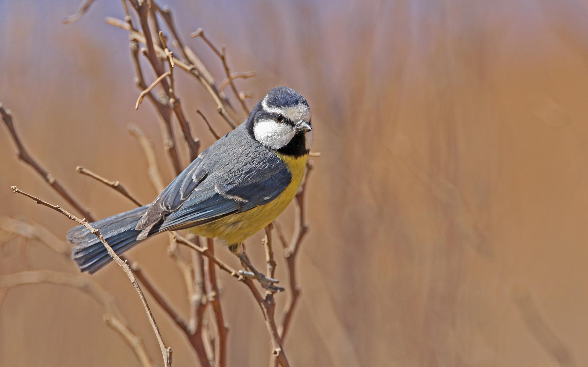 African Blue Tit