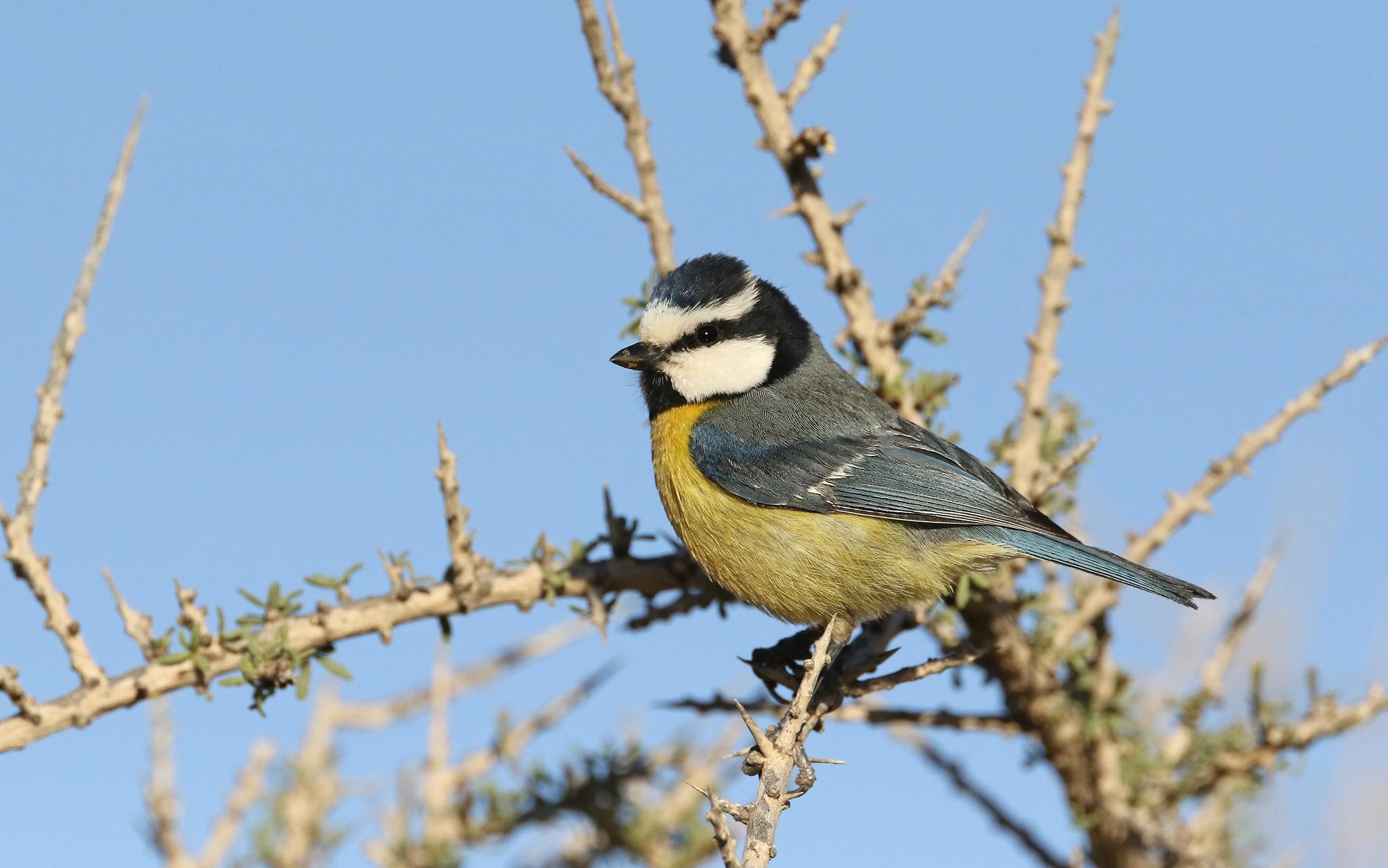 African Blue Tit