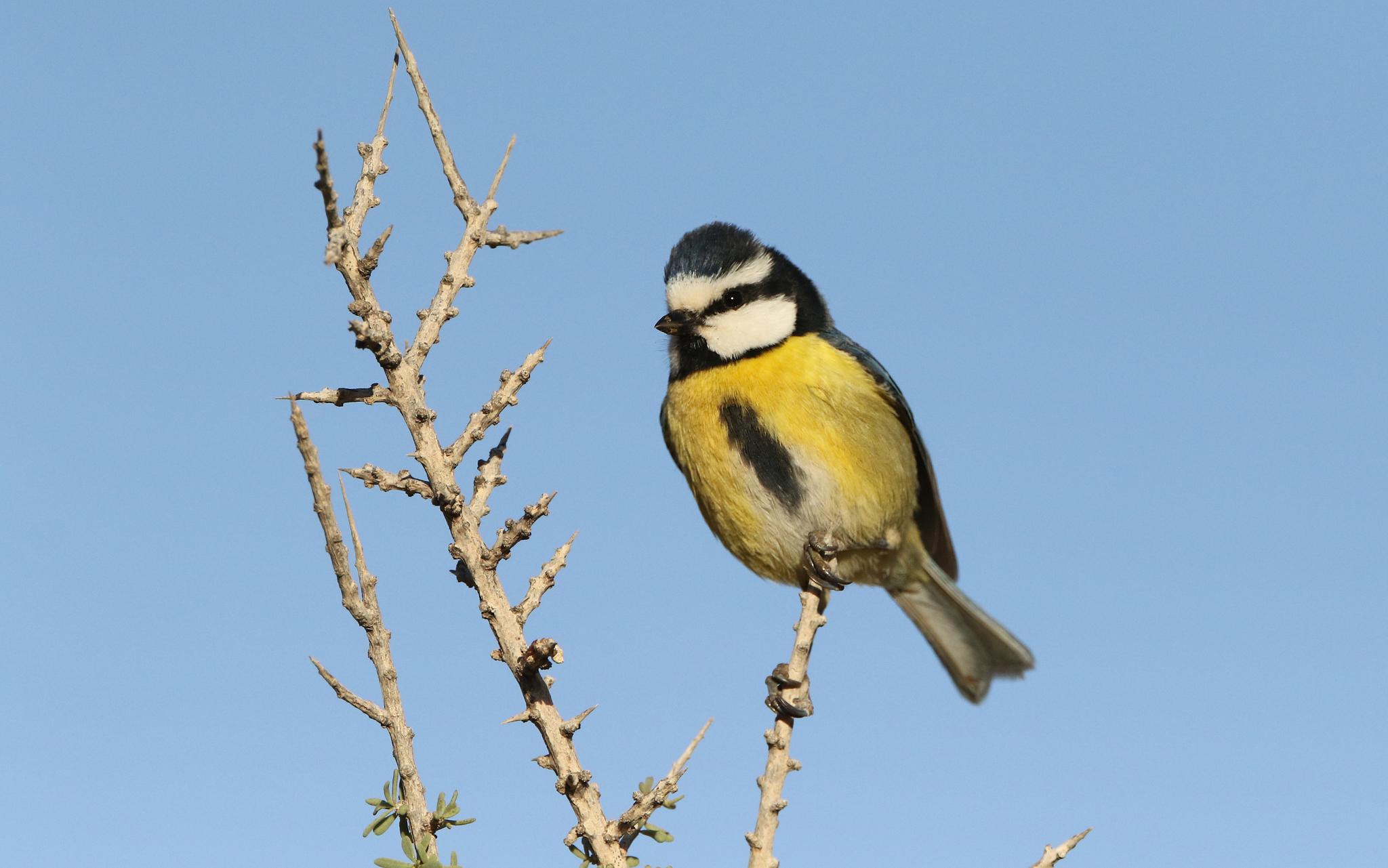 African Blue Tit