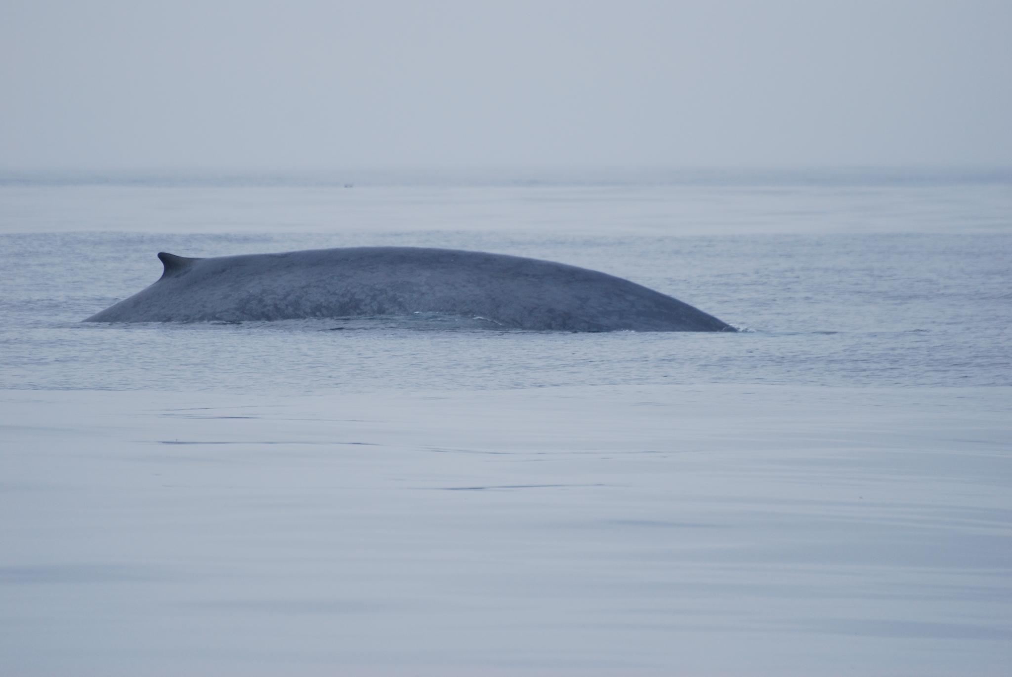 Ballena azul