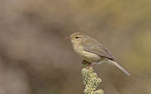 Mosquitero Canario